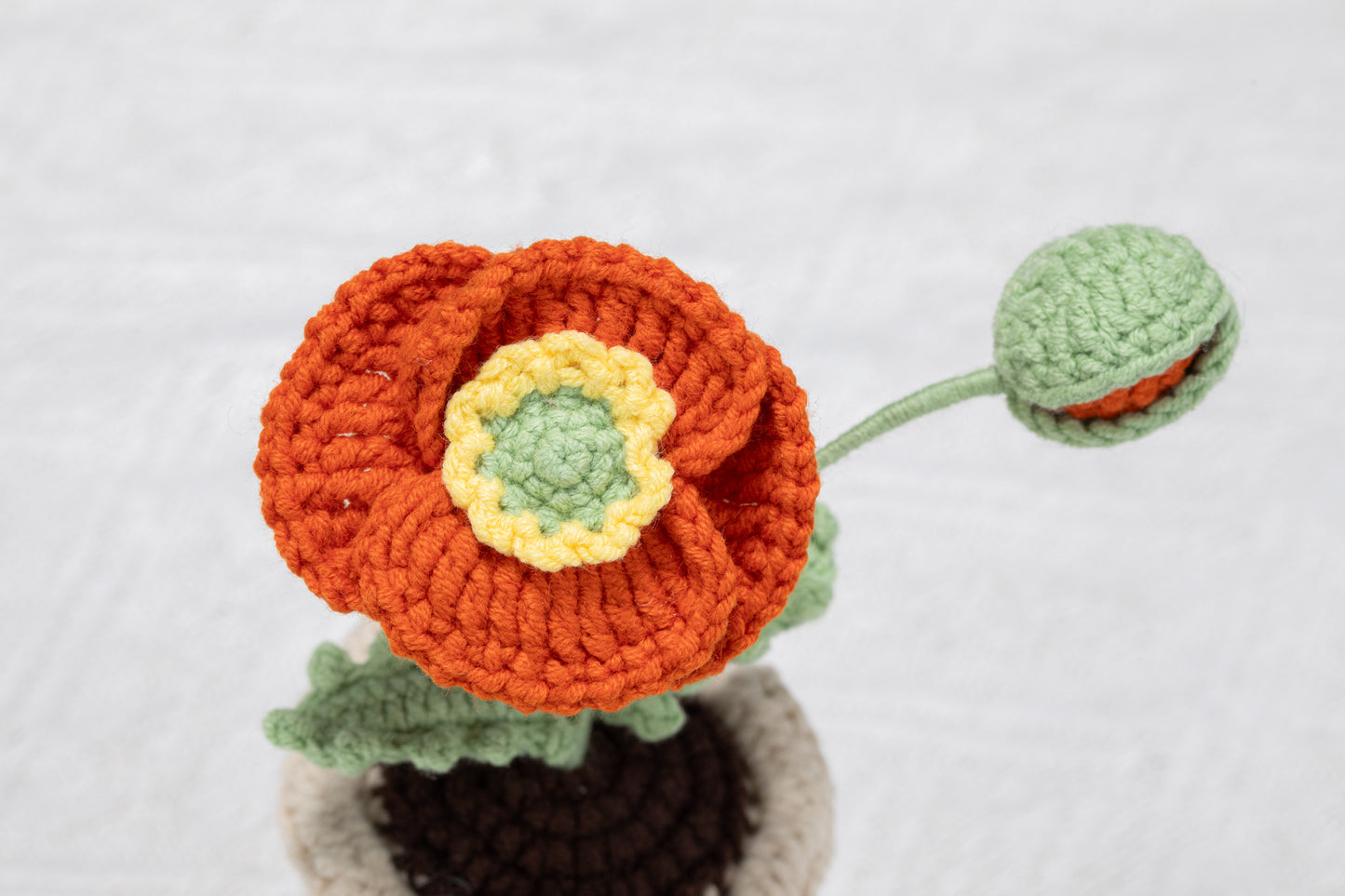 orange poppy