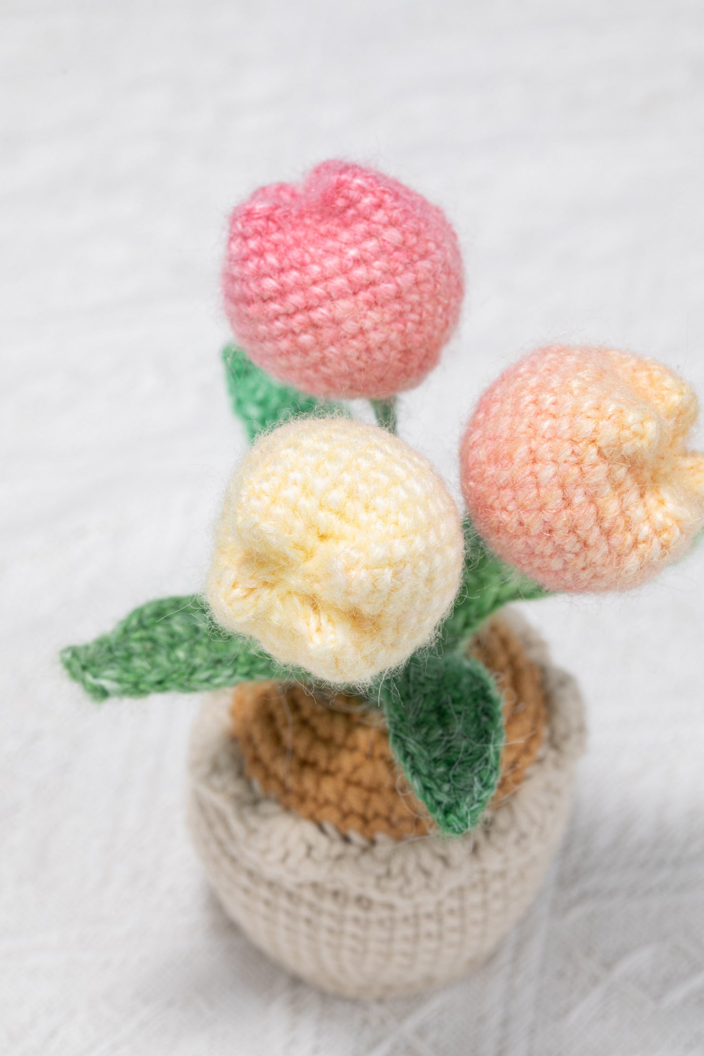 3 ombre pink tulip