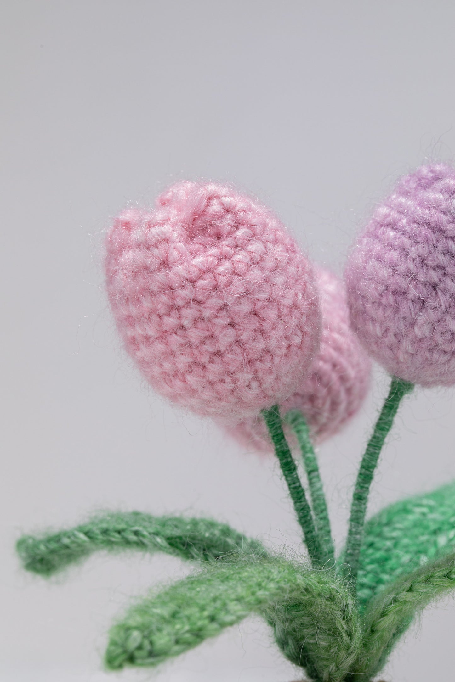 3 ombre purple tulip