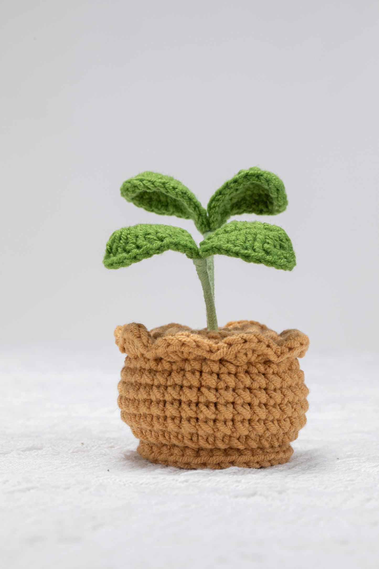 sprout