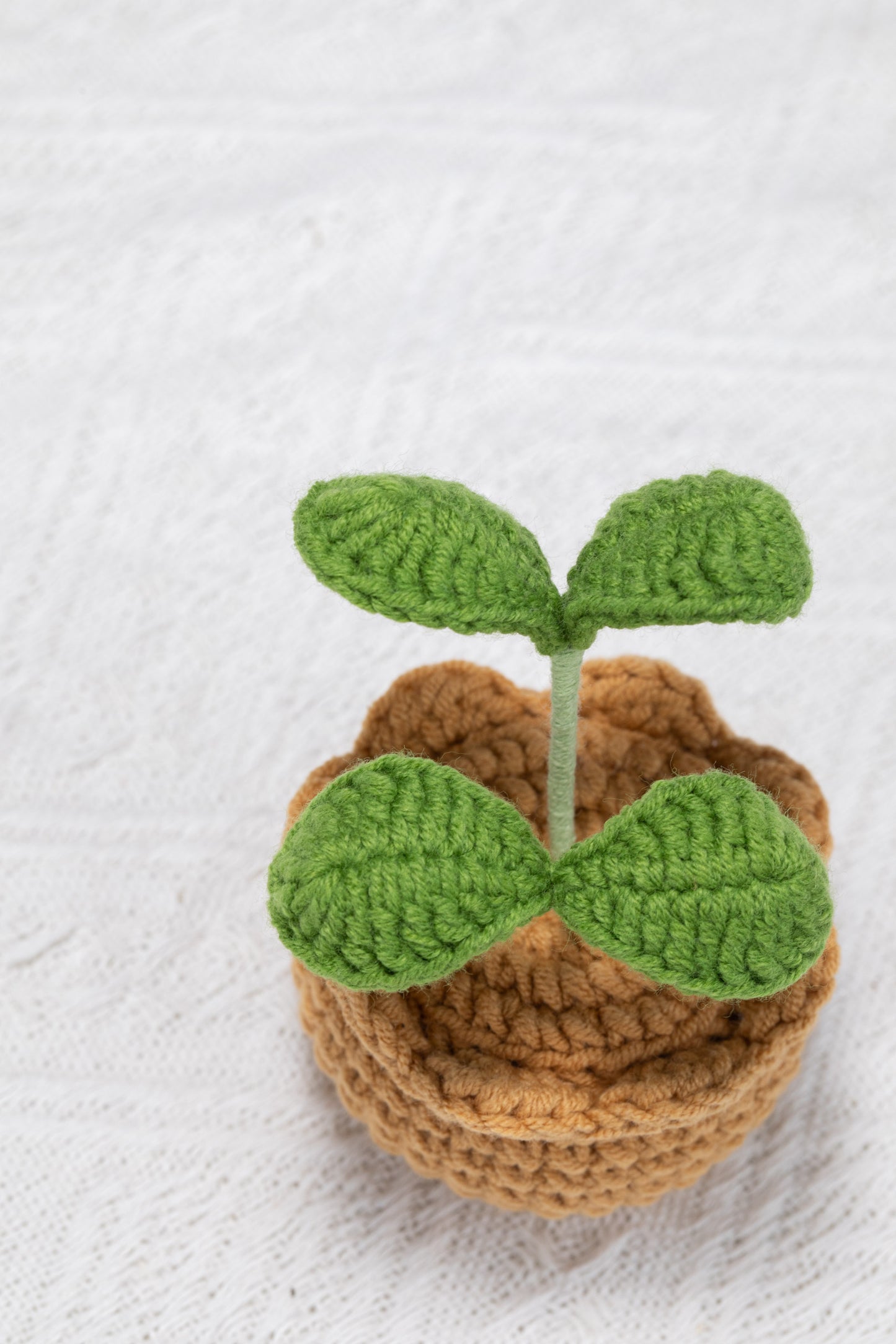 sprout