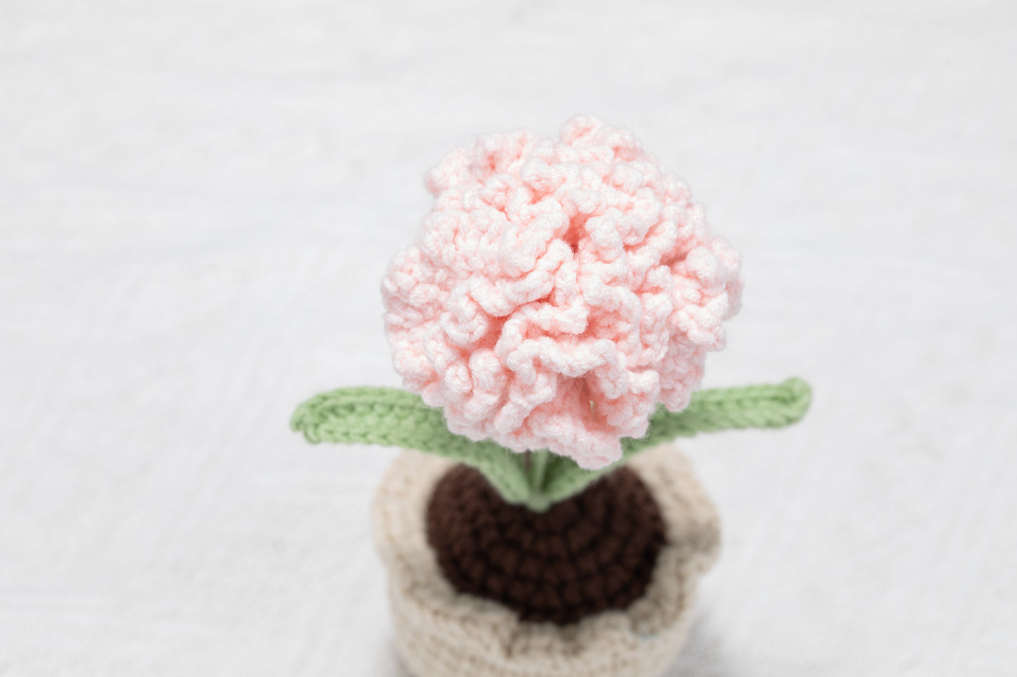 Carnation