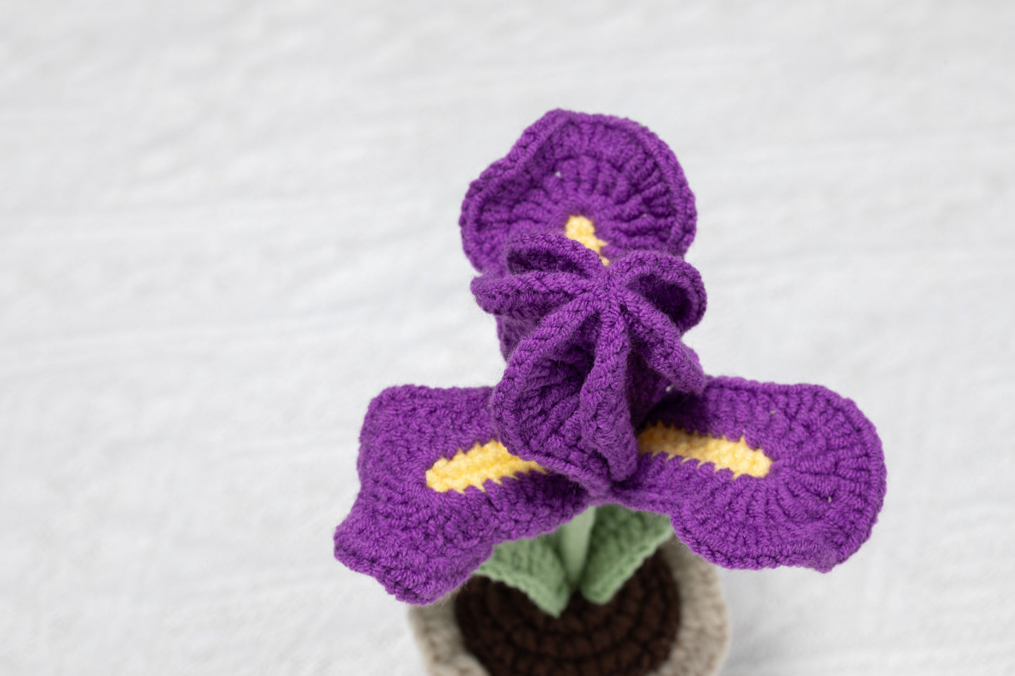 Iris