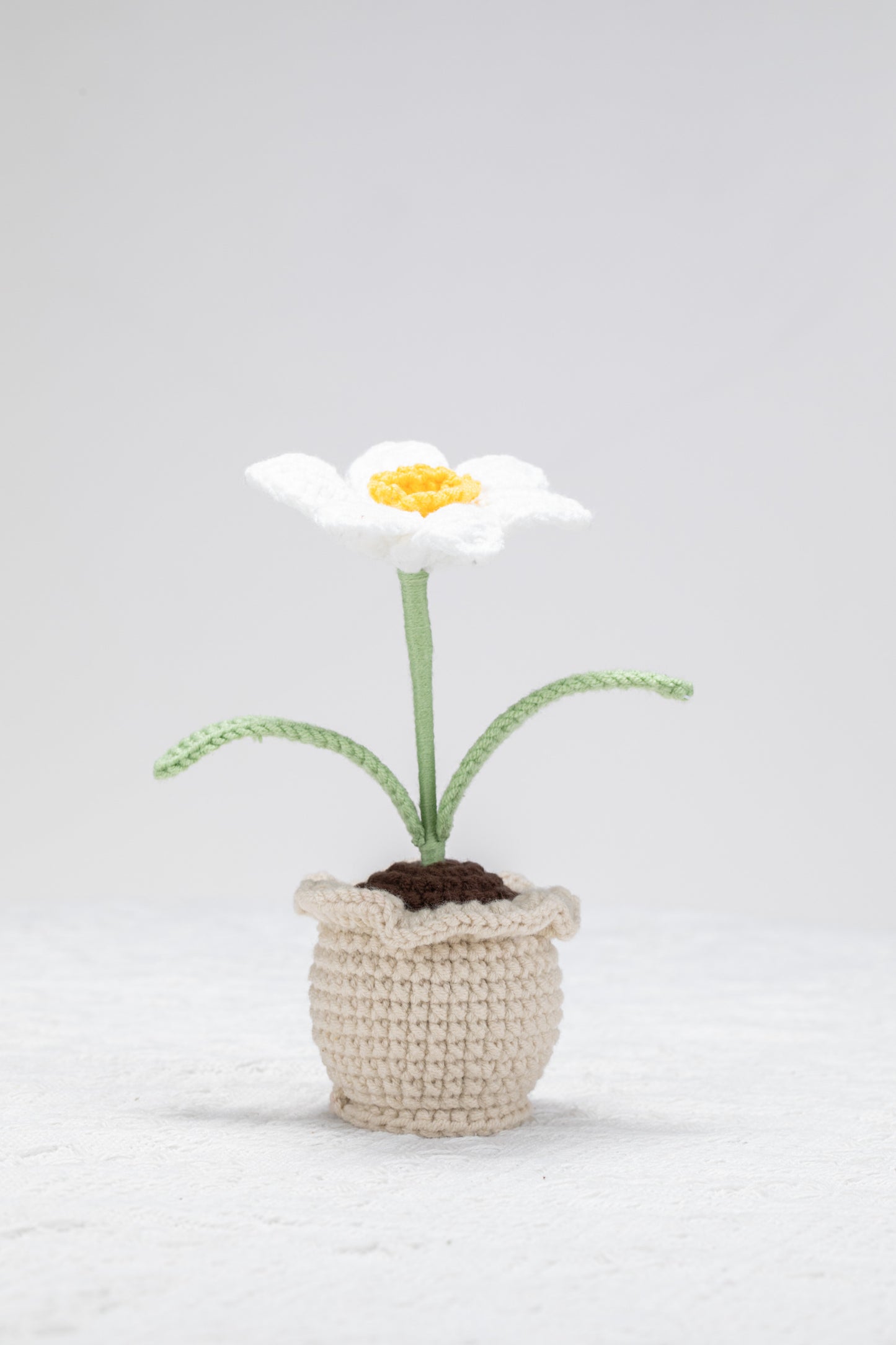 Daffodil