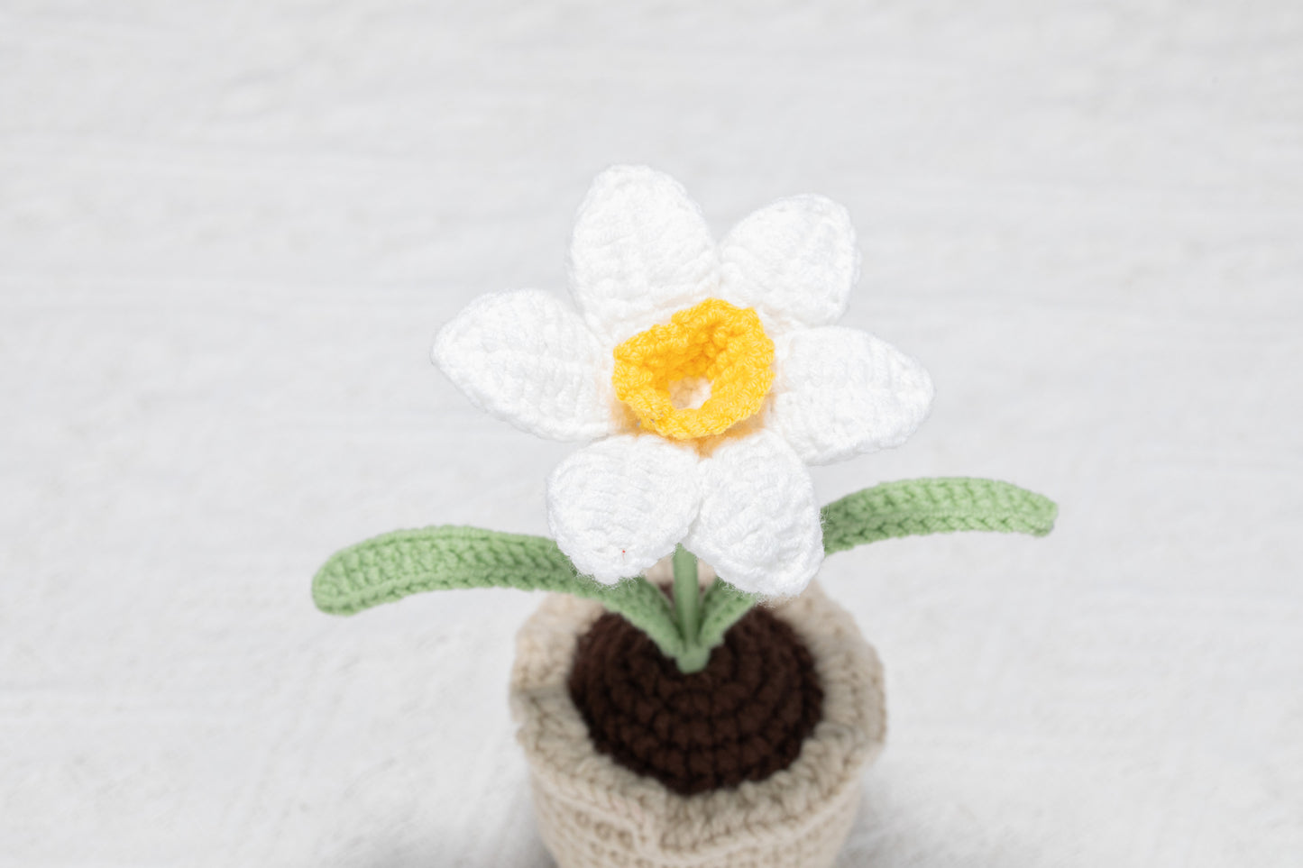 Daffodil