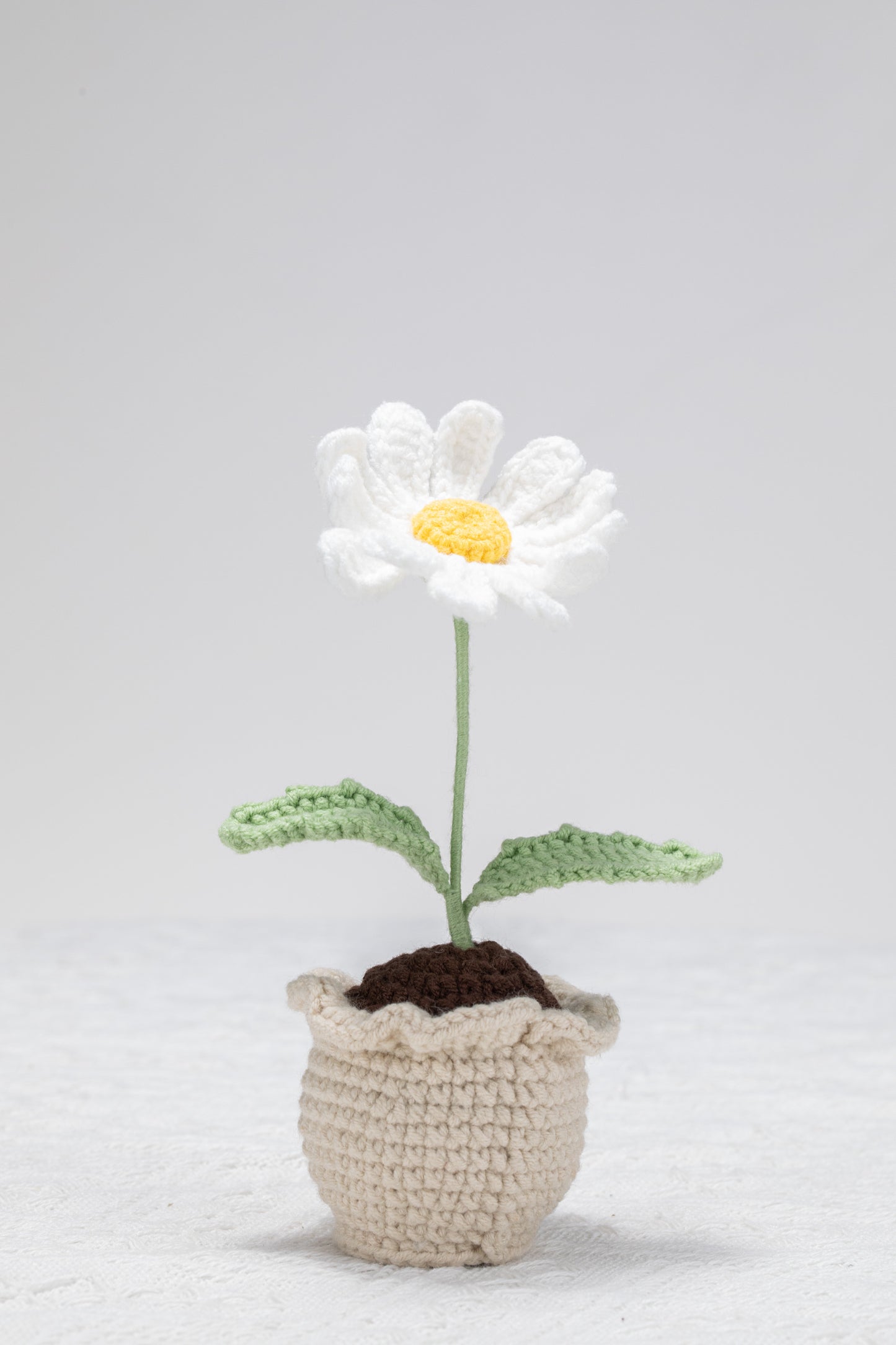 White daisy