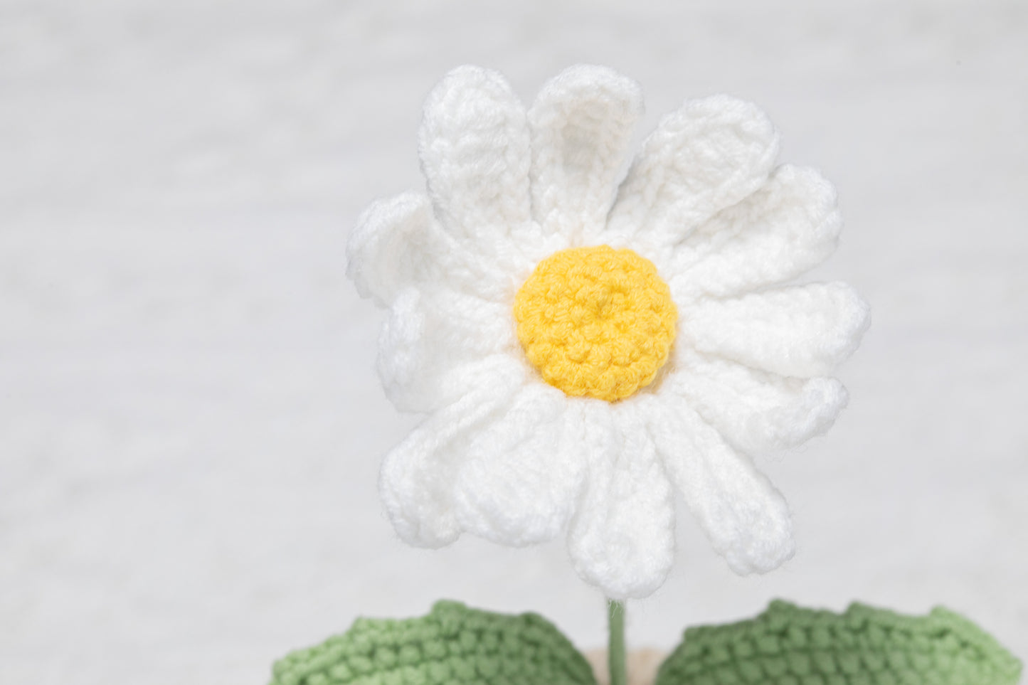 White daisy