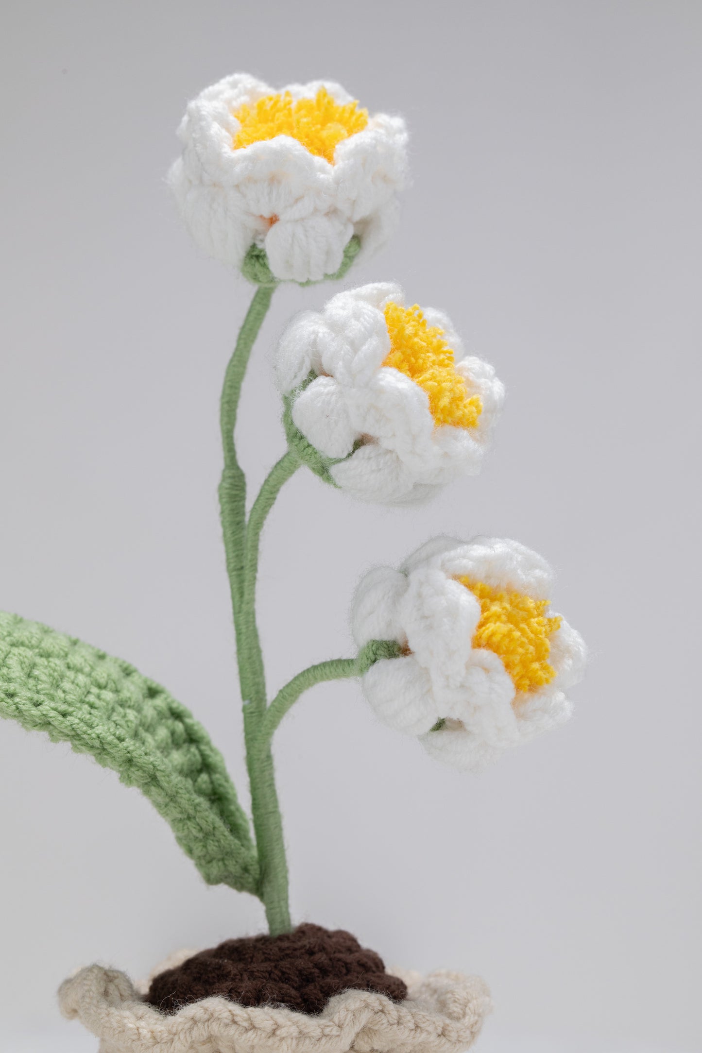 Small Lily of the valley
