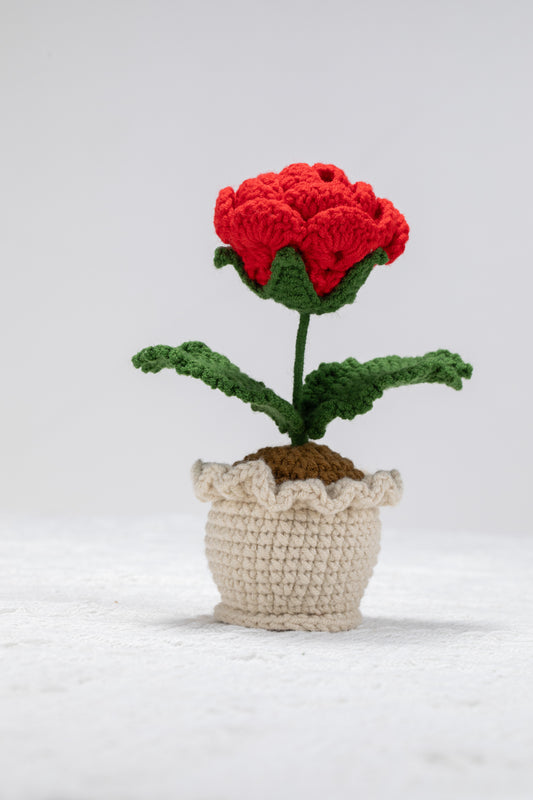 Red rose potted plant