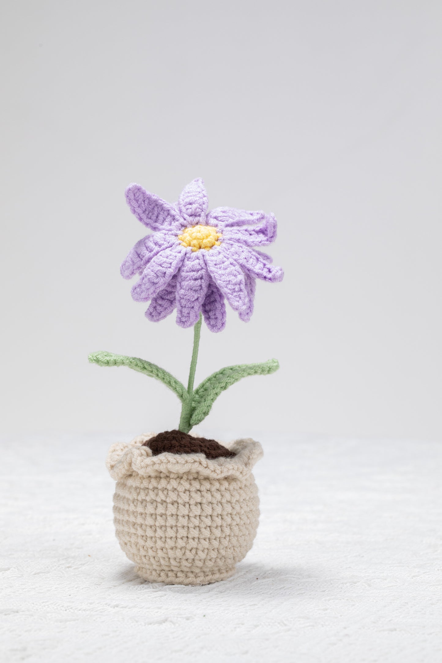 Aster