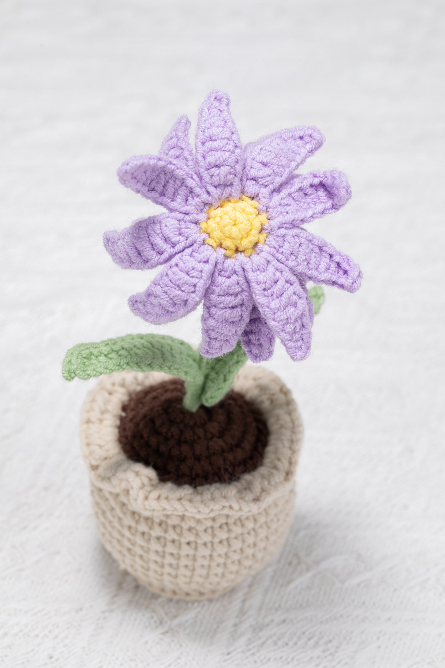 Aster