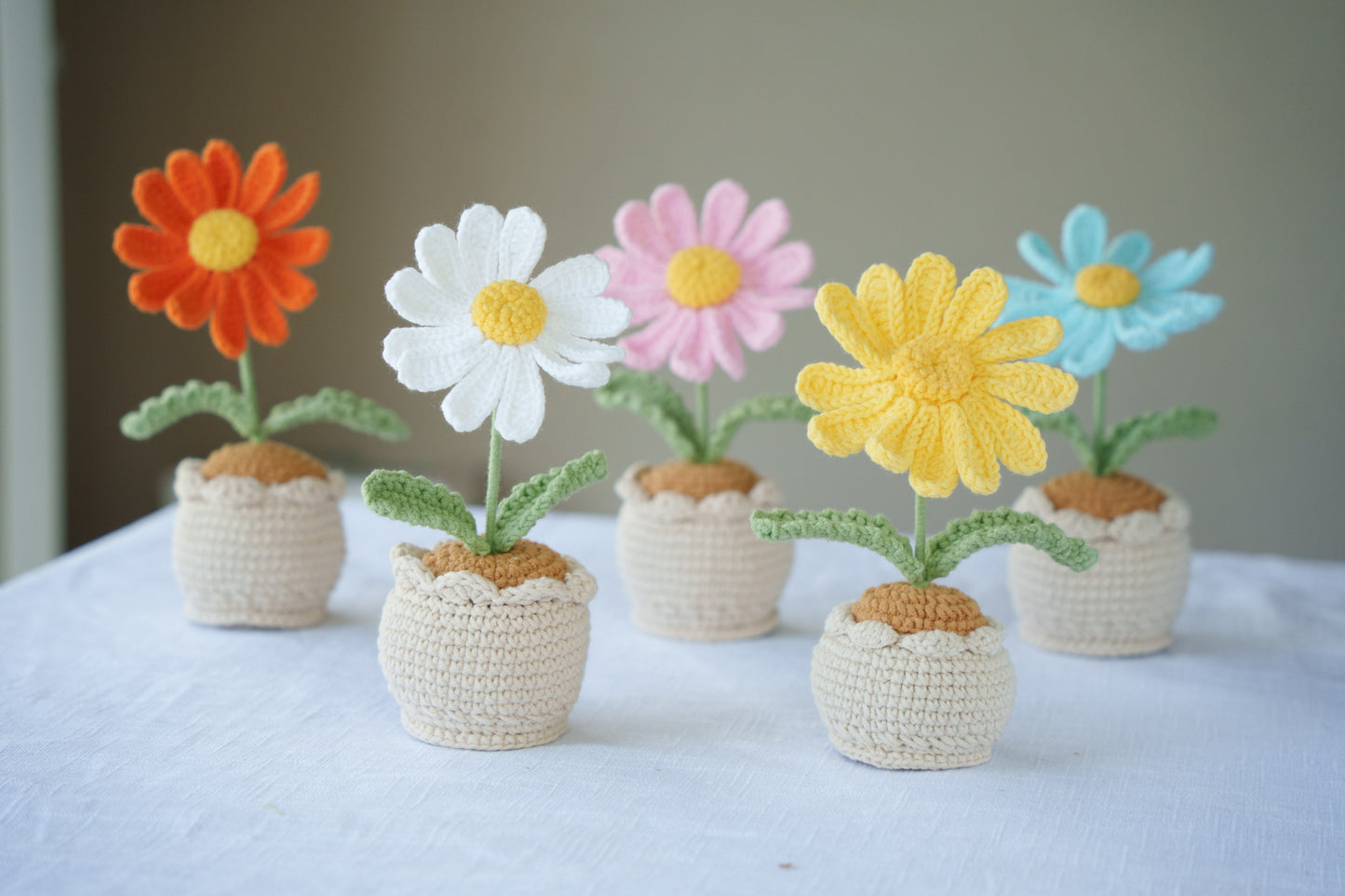 Daisy potted plant
