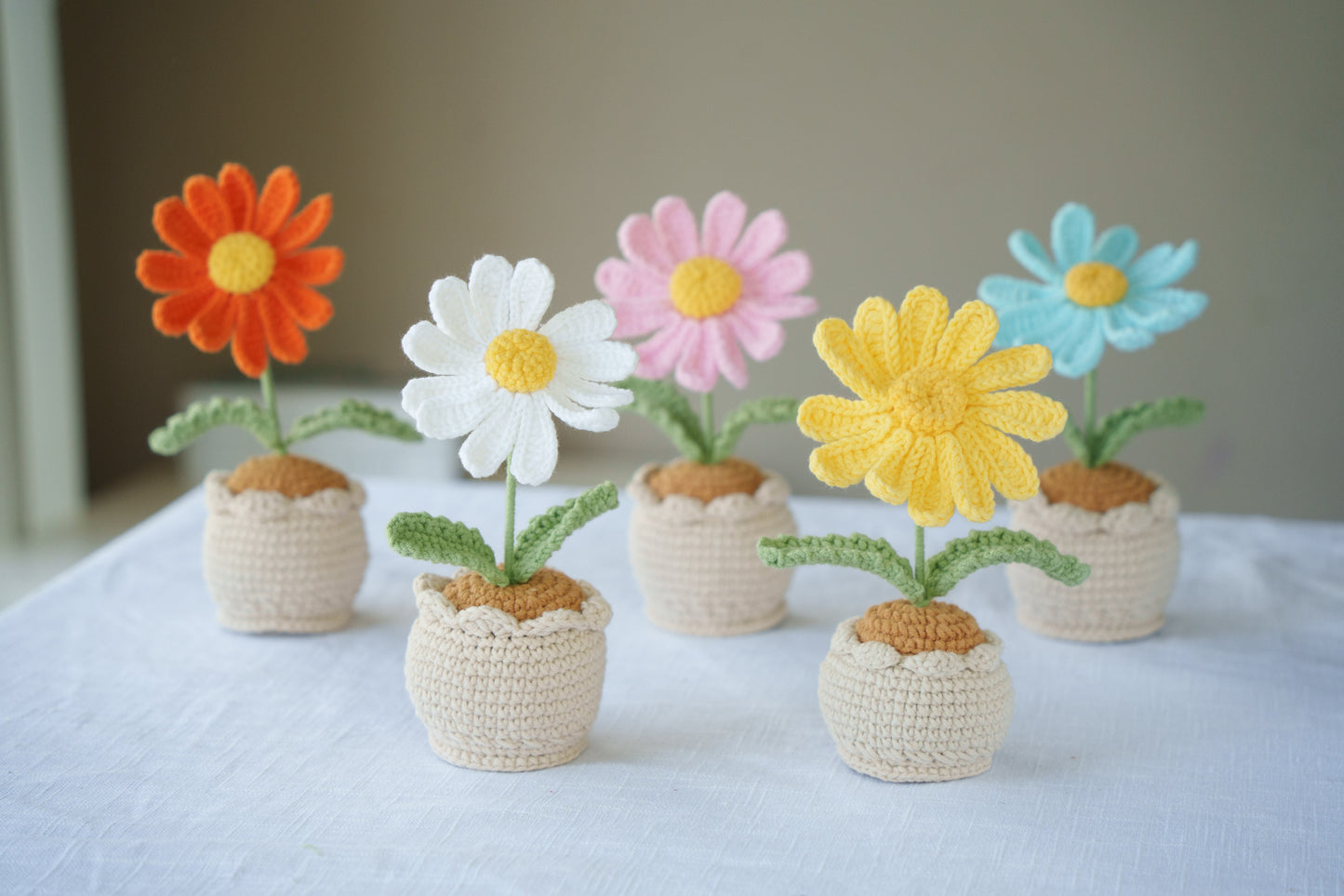 Daisy potted plant