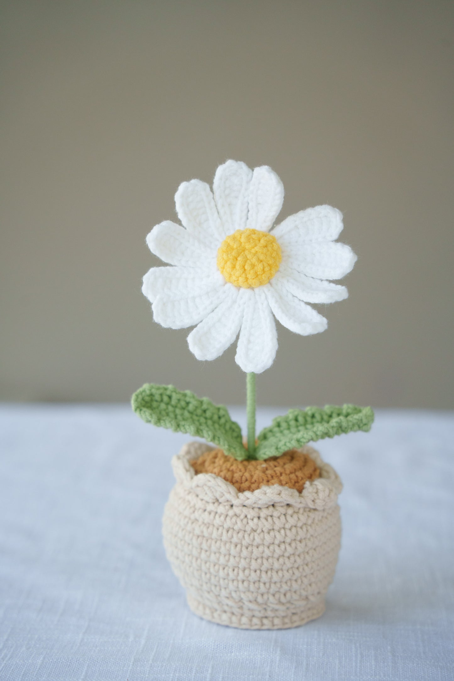 Daisy potted plant