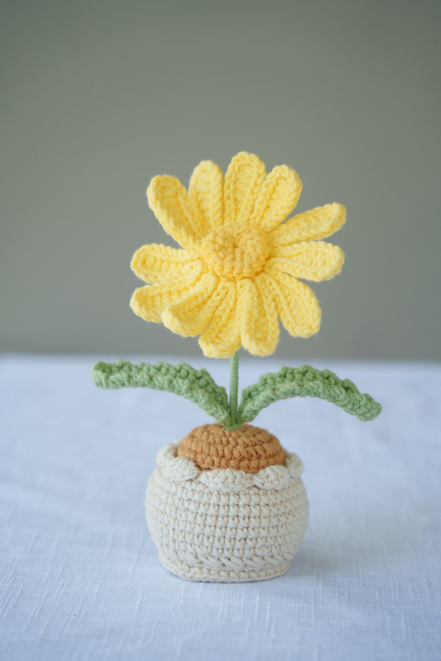 Daisy potted plant
