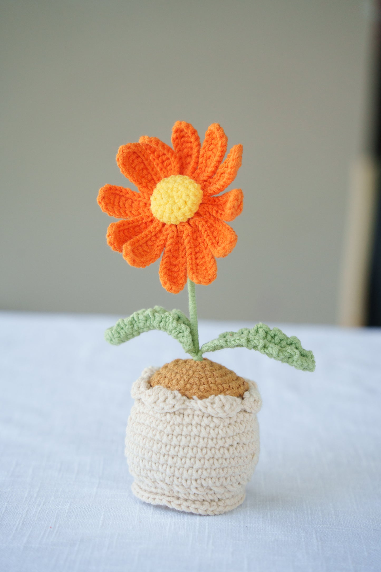 Daisy potted plant