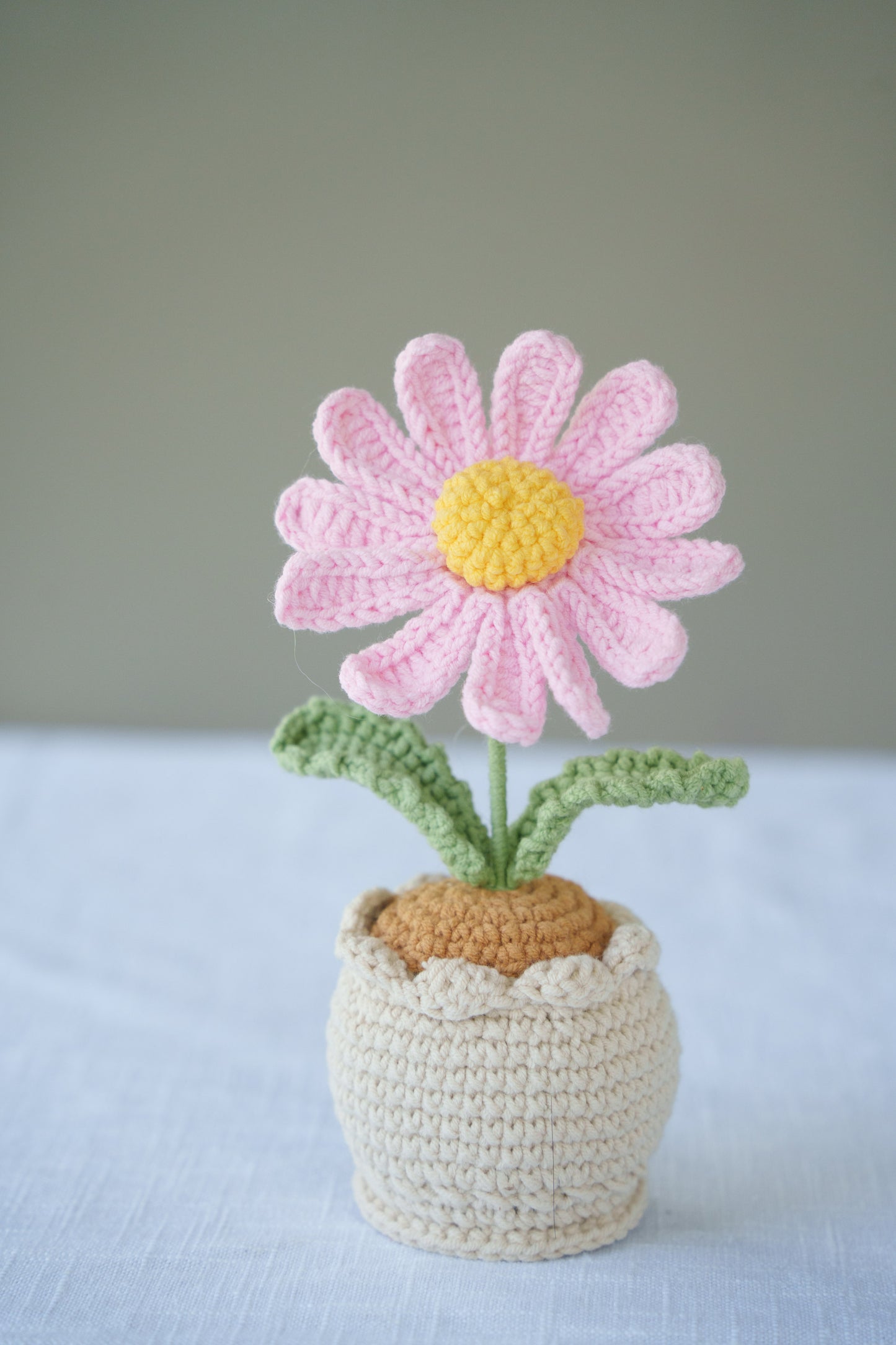Daisy potted plant