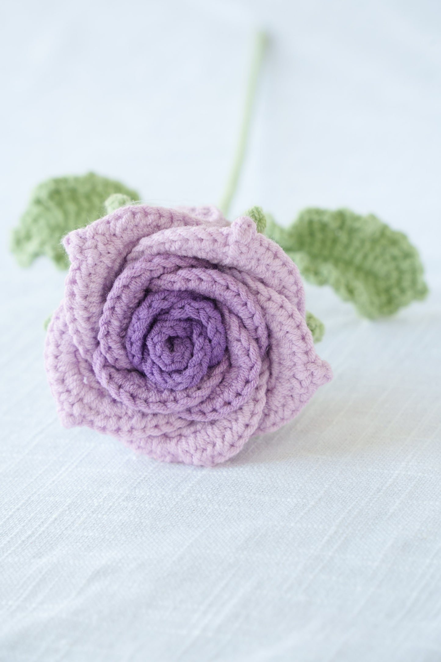 purple gradient thai rose