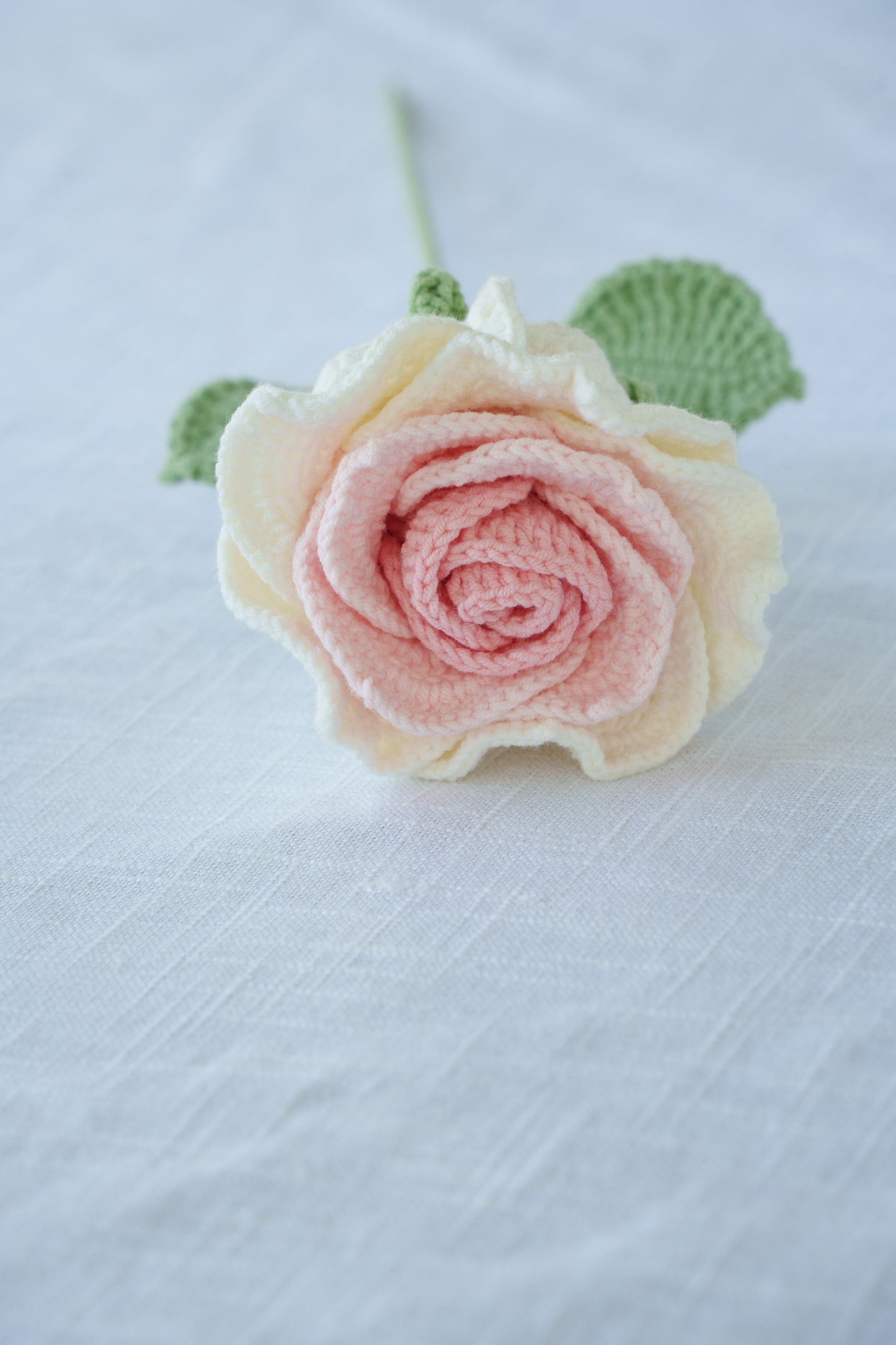 large pink gradient thai rose