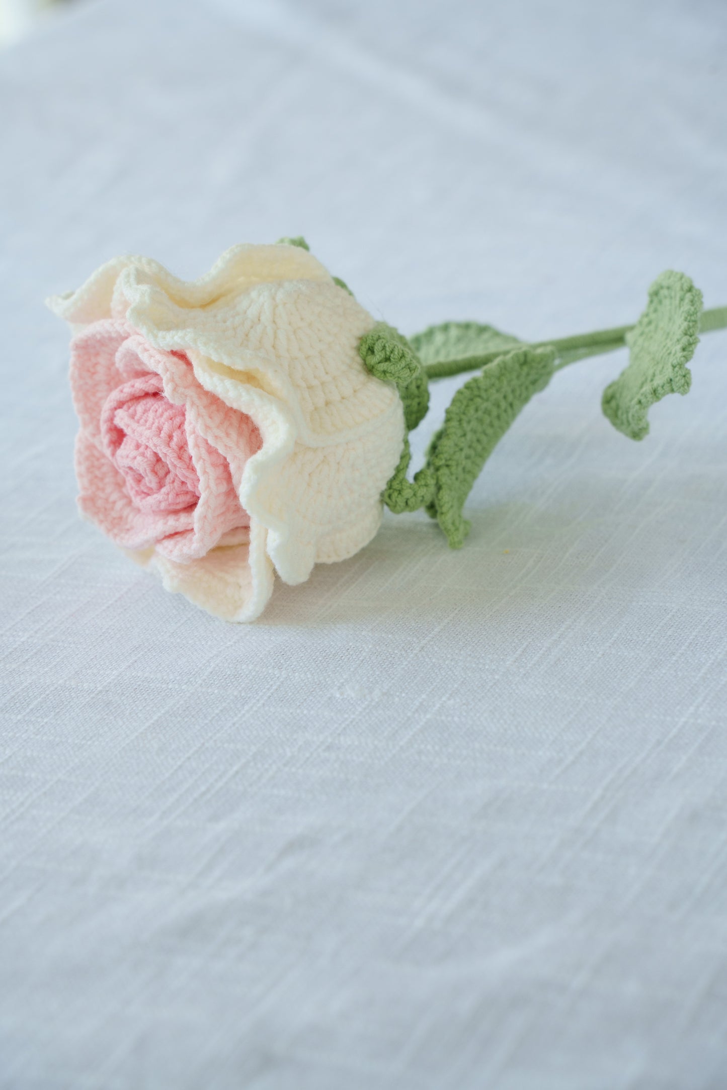 large pink gradient thai rose