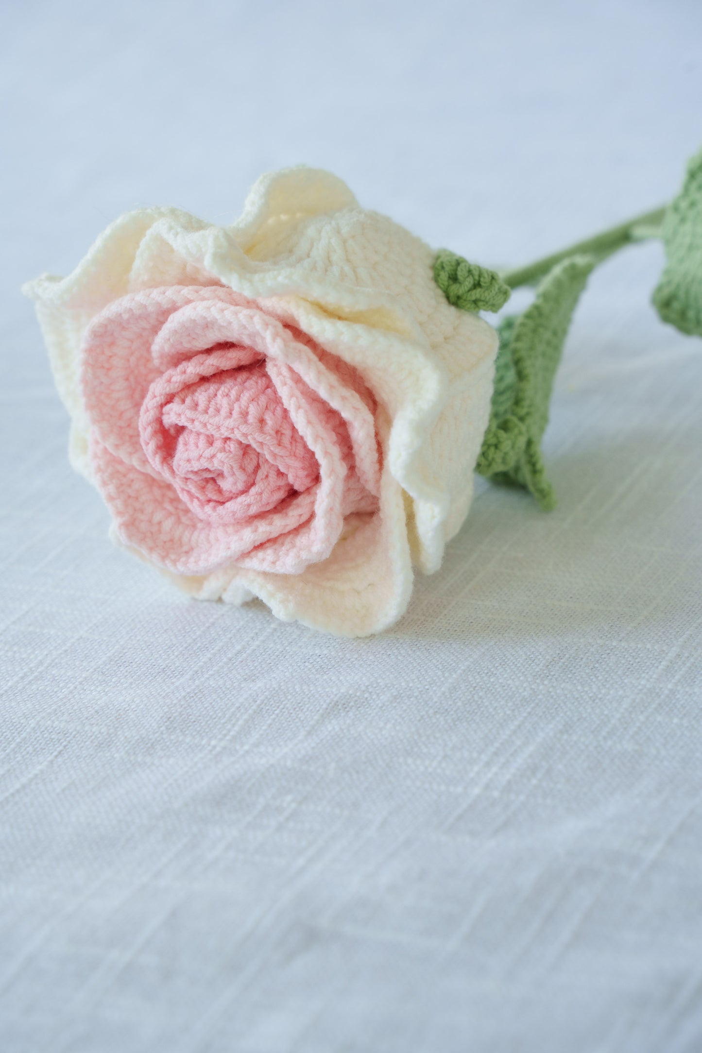 large pink gradient thai rose