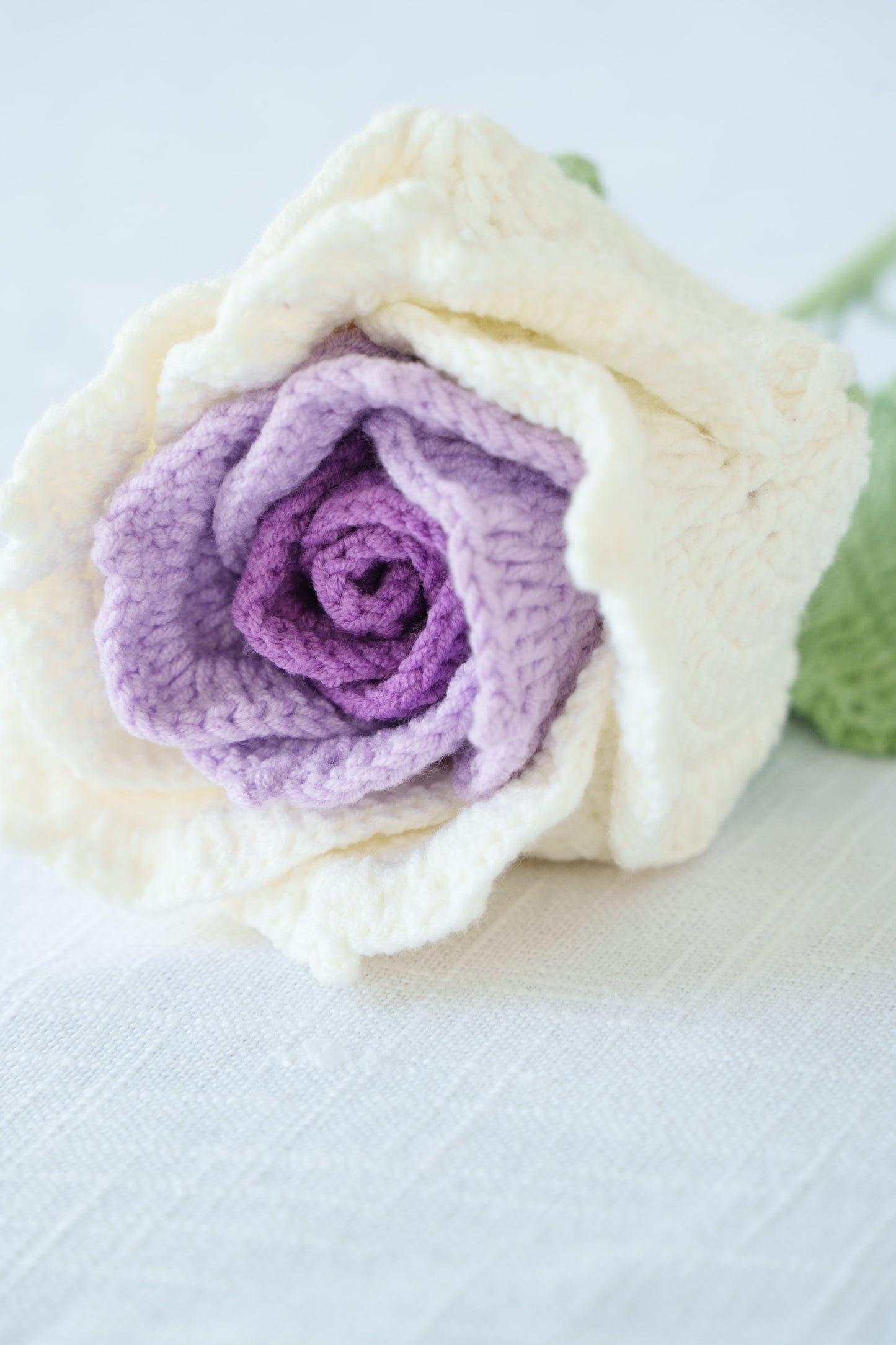 large purple gradient thai rose