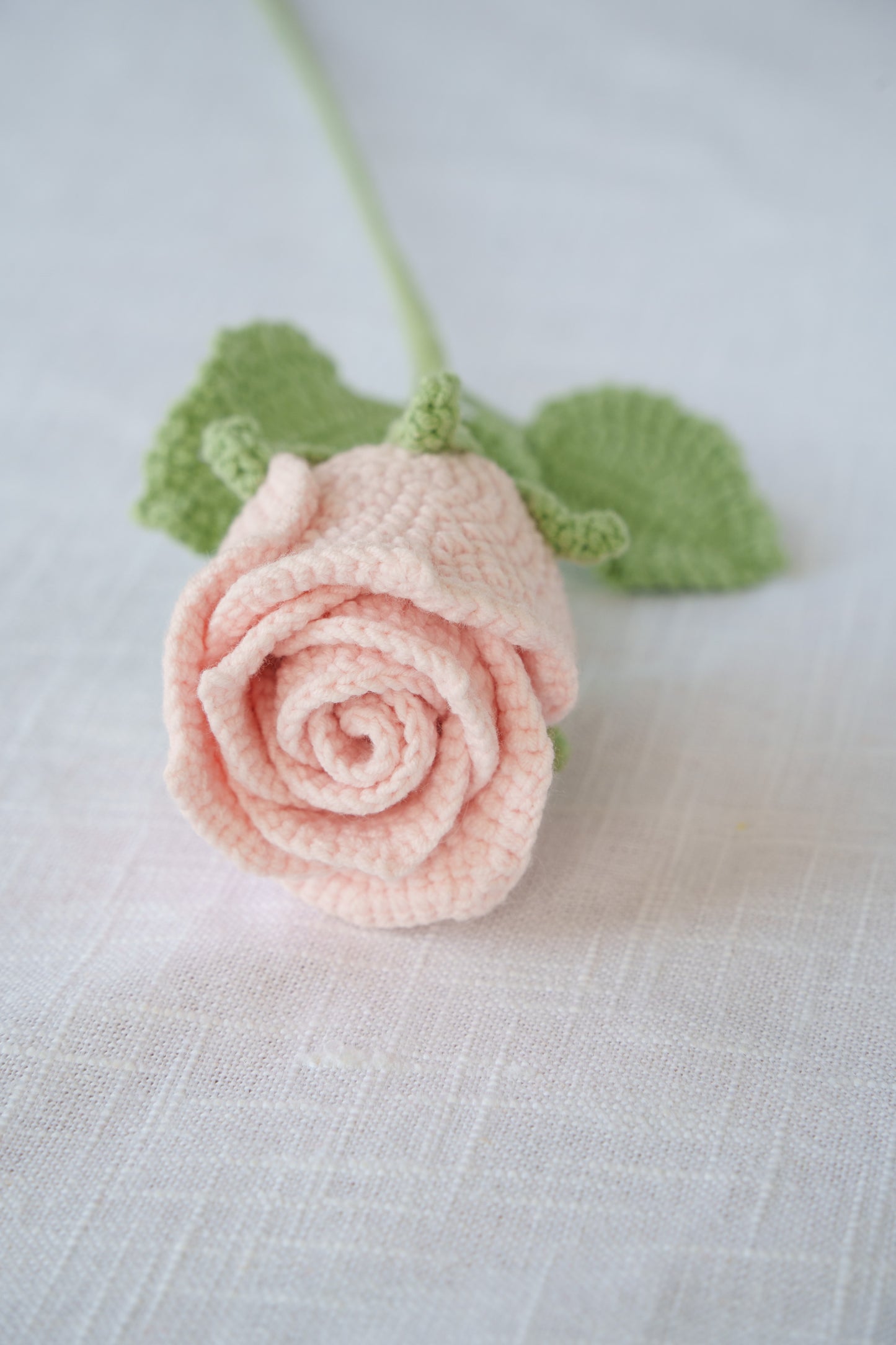 pink rose