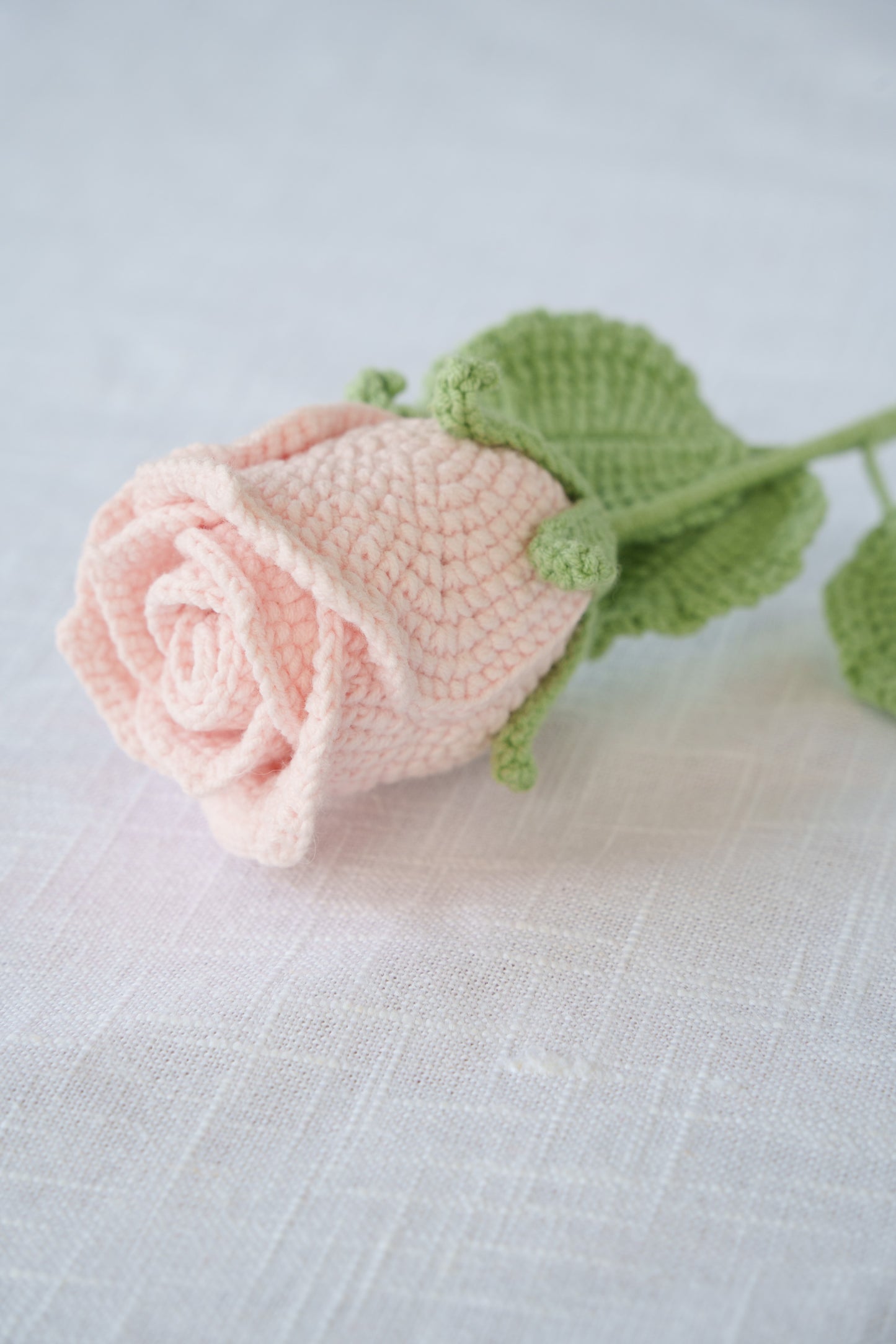 pink rose