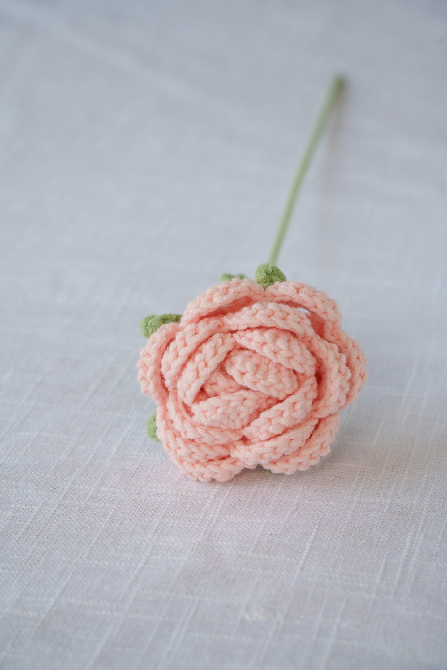pink rose