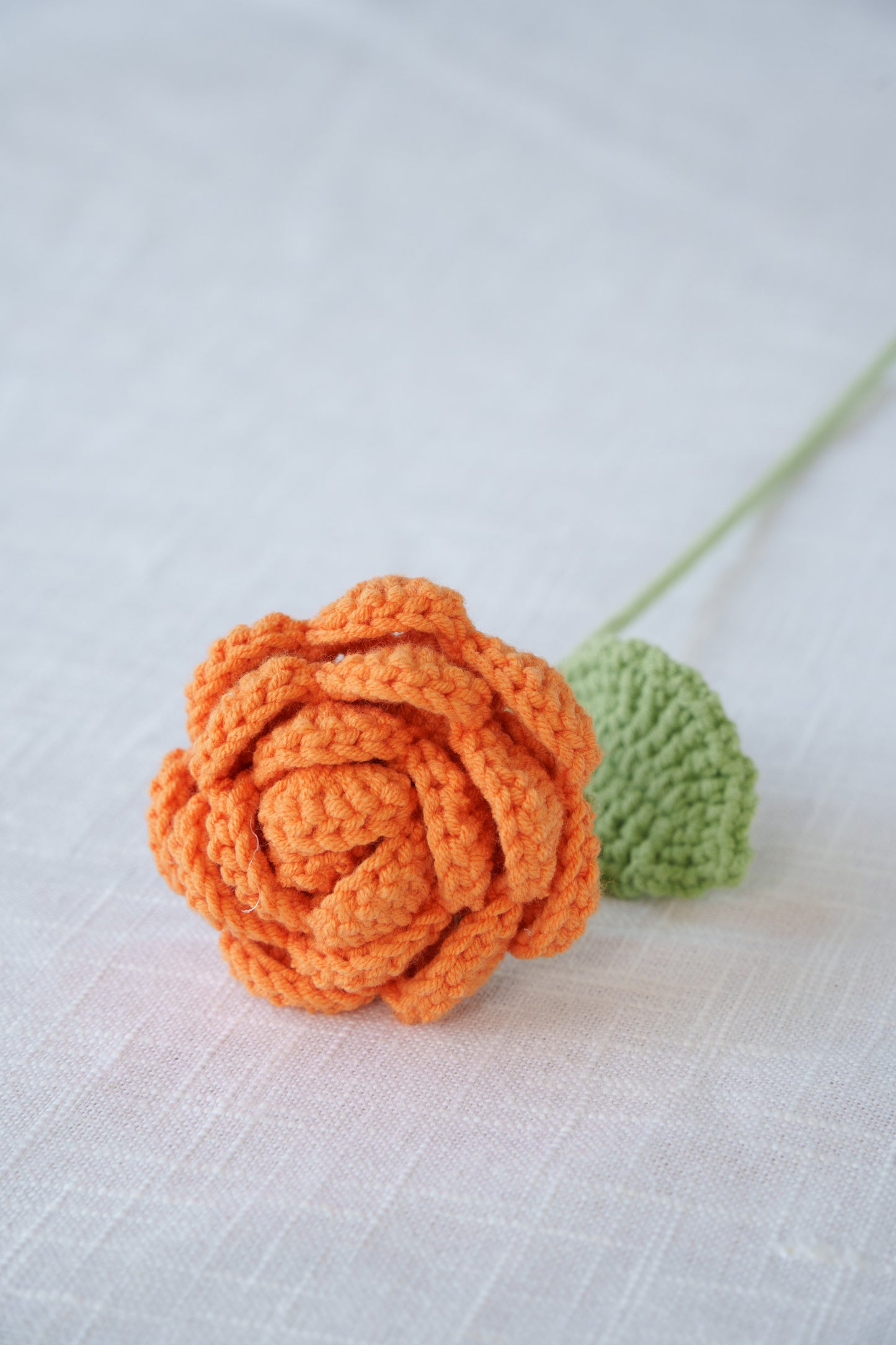 orange rose