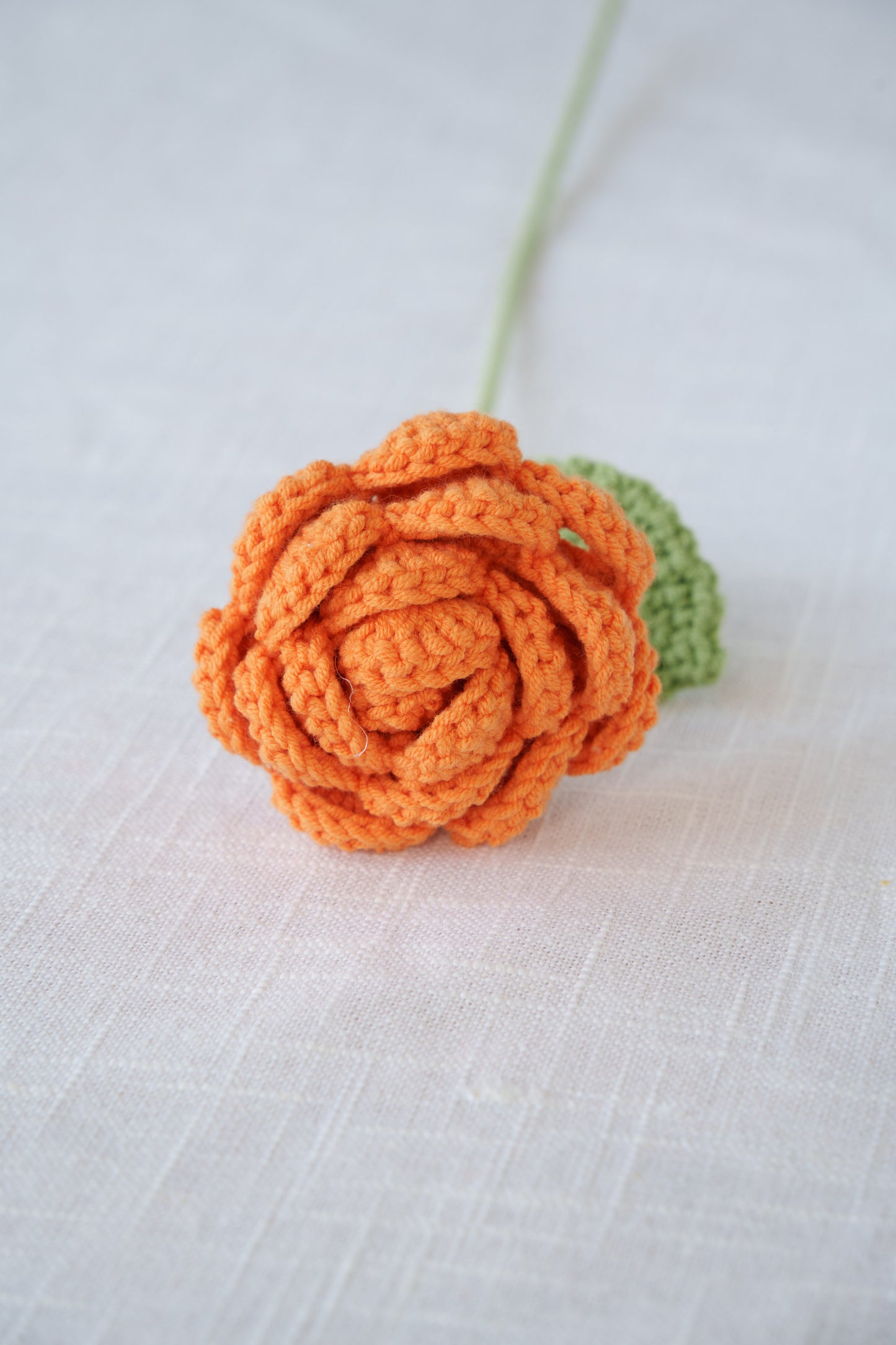 orange rose