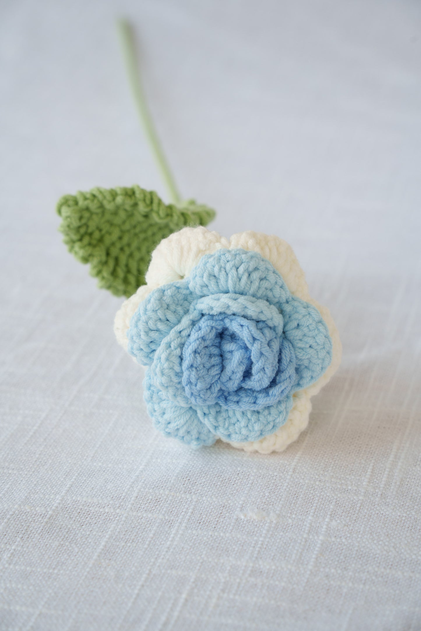 white blue rose