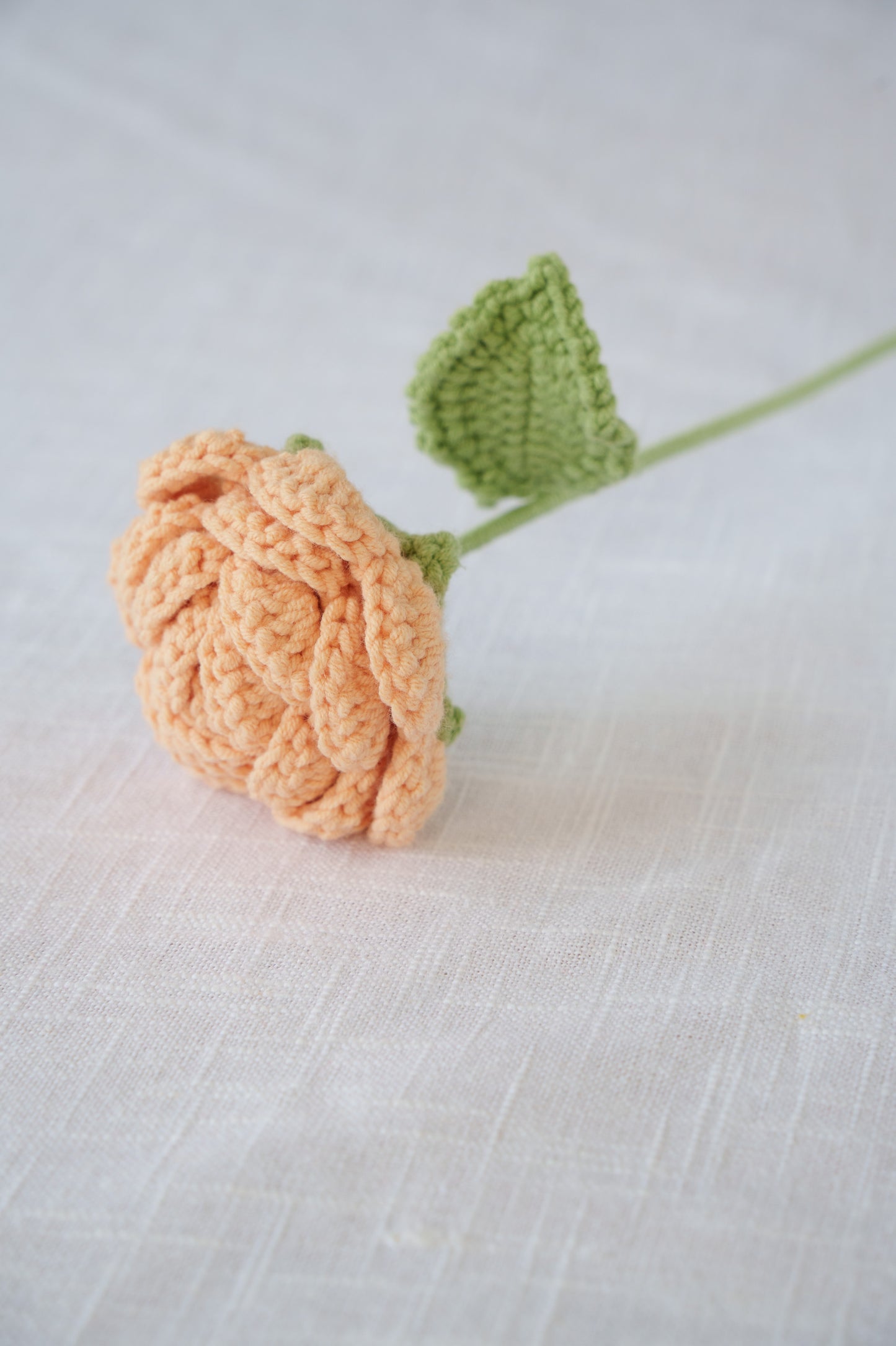 peach pink rose