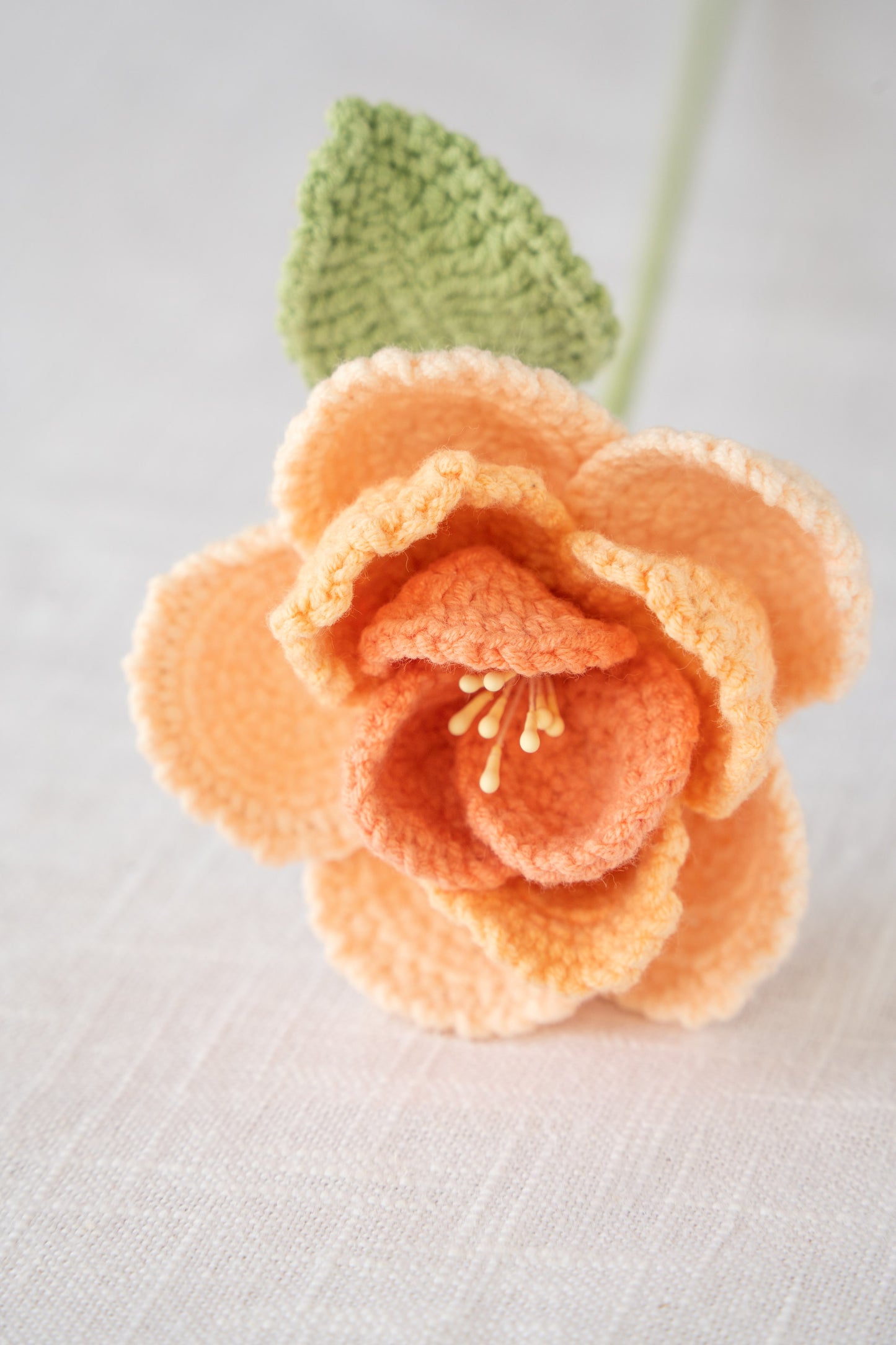 Orange French Rose
