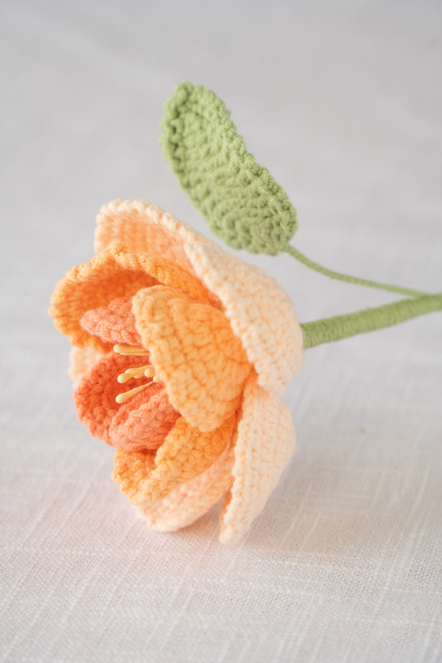 Orange French Rose