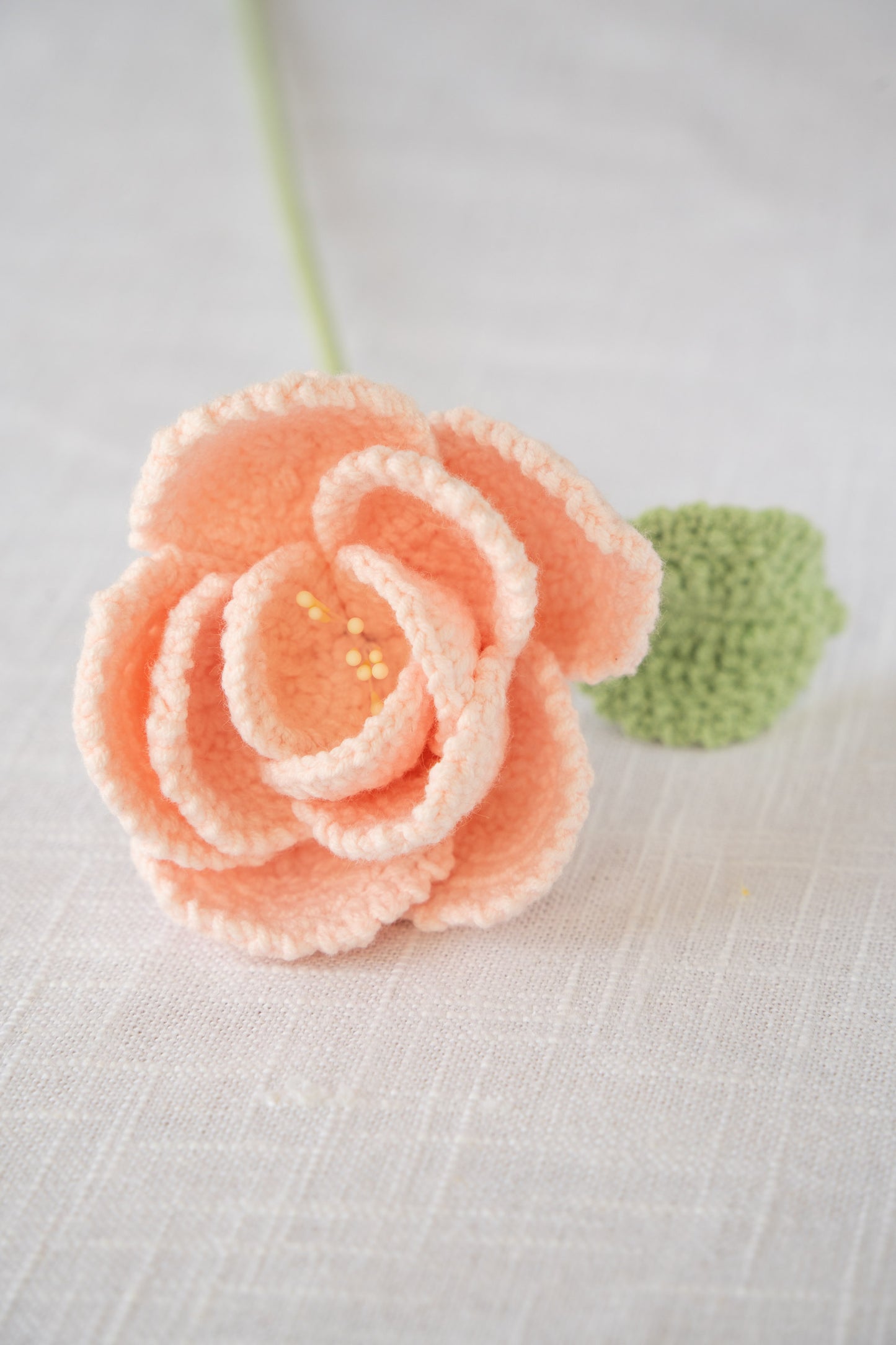 Pink French Rose