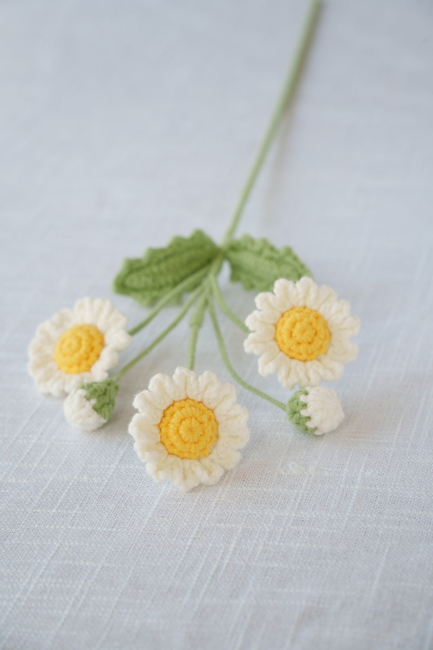 yellow daisy