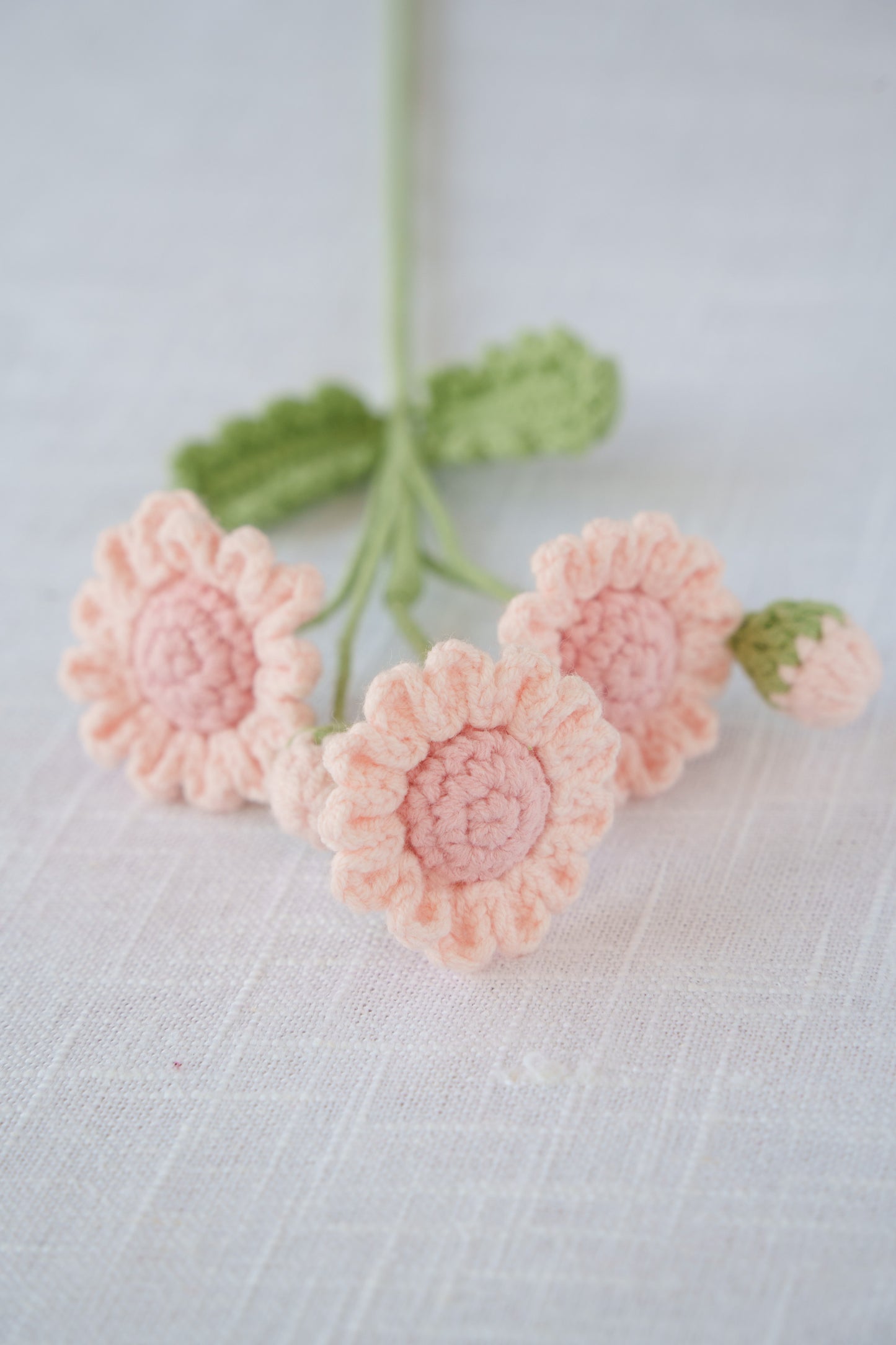 pink daisy