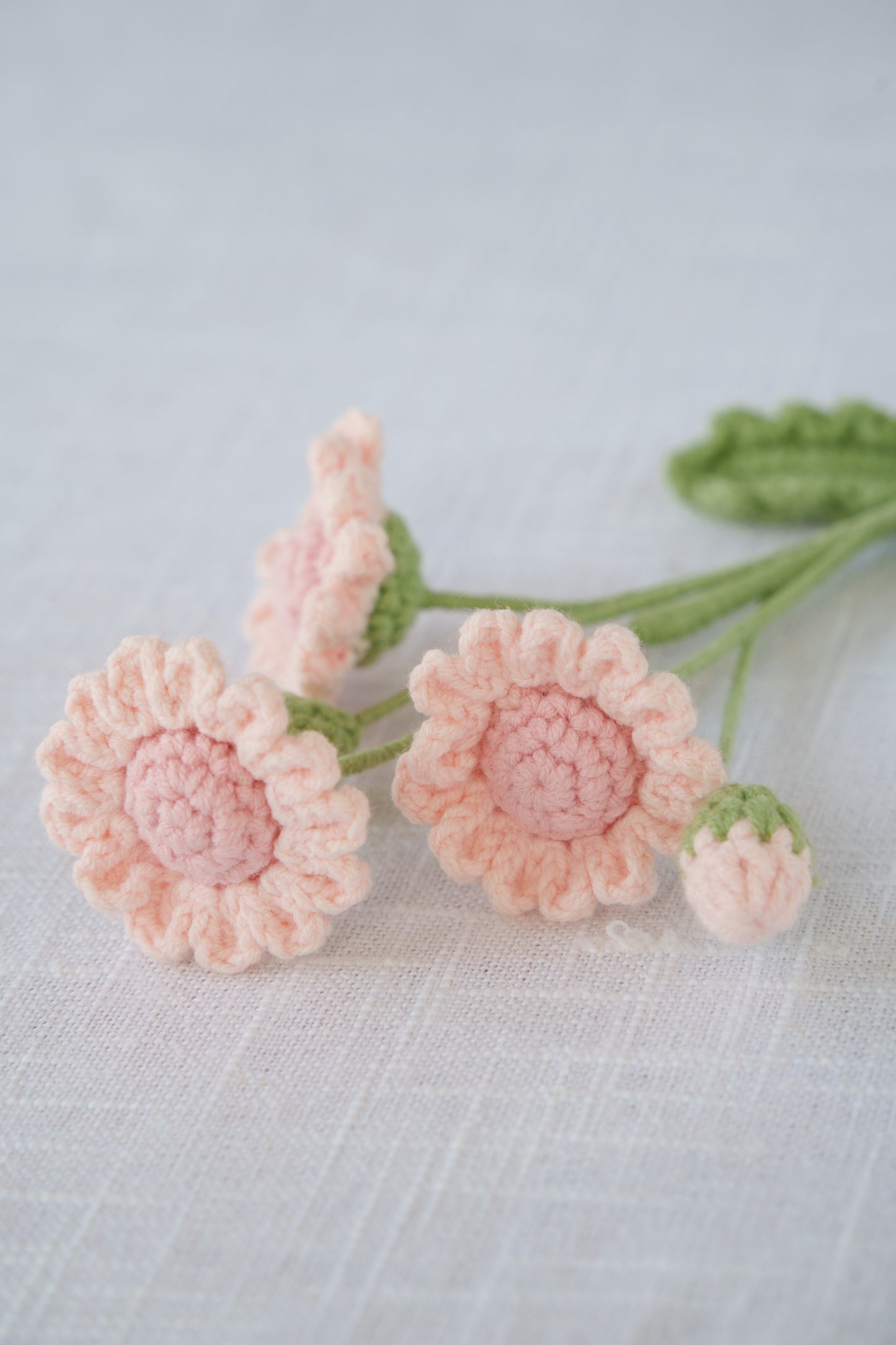 pink daisy