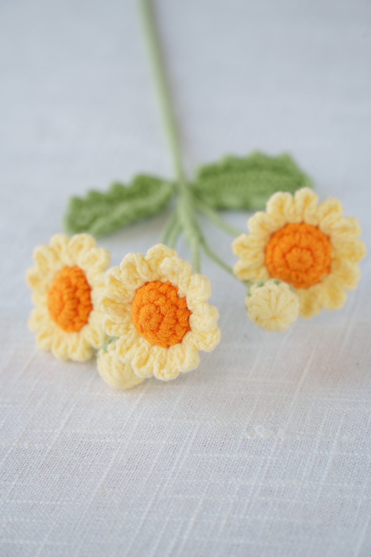 yellow and orange daisy