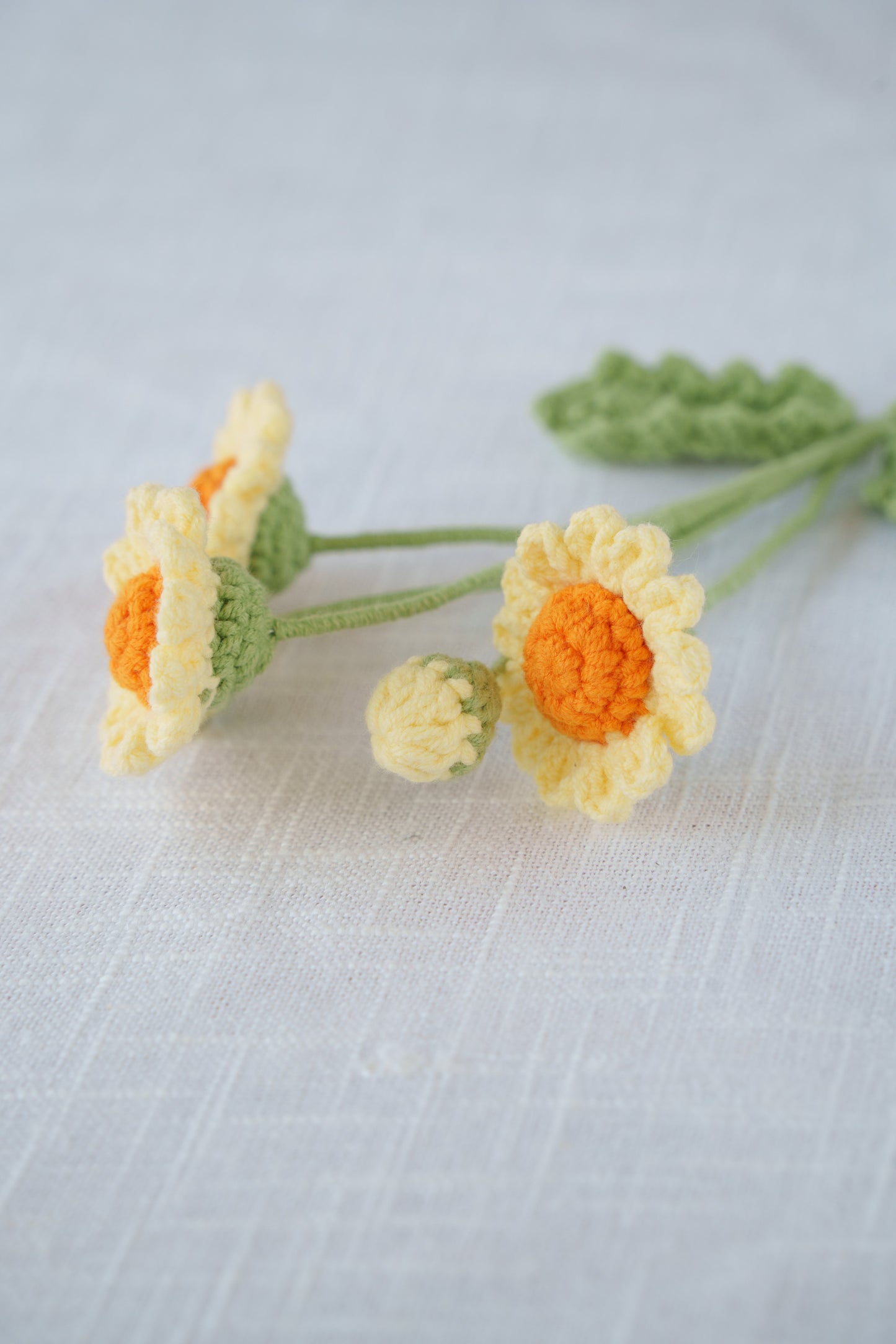yellow and orange daisy
