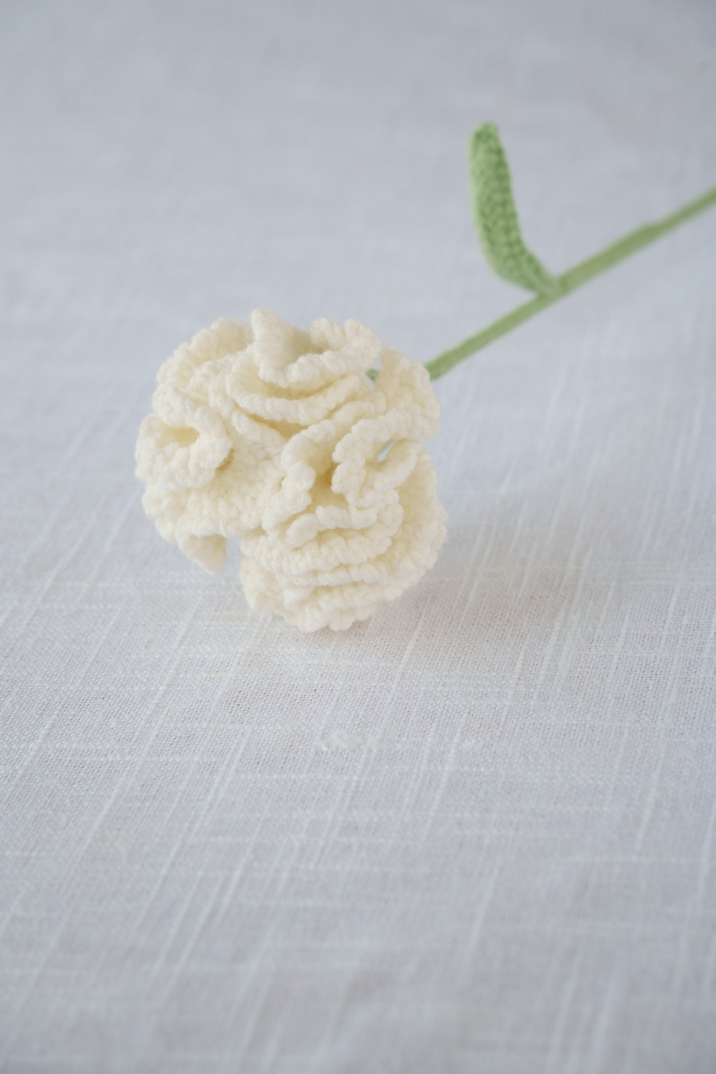 white carnation