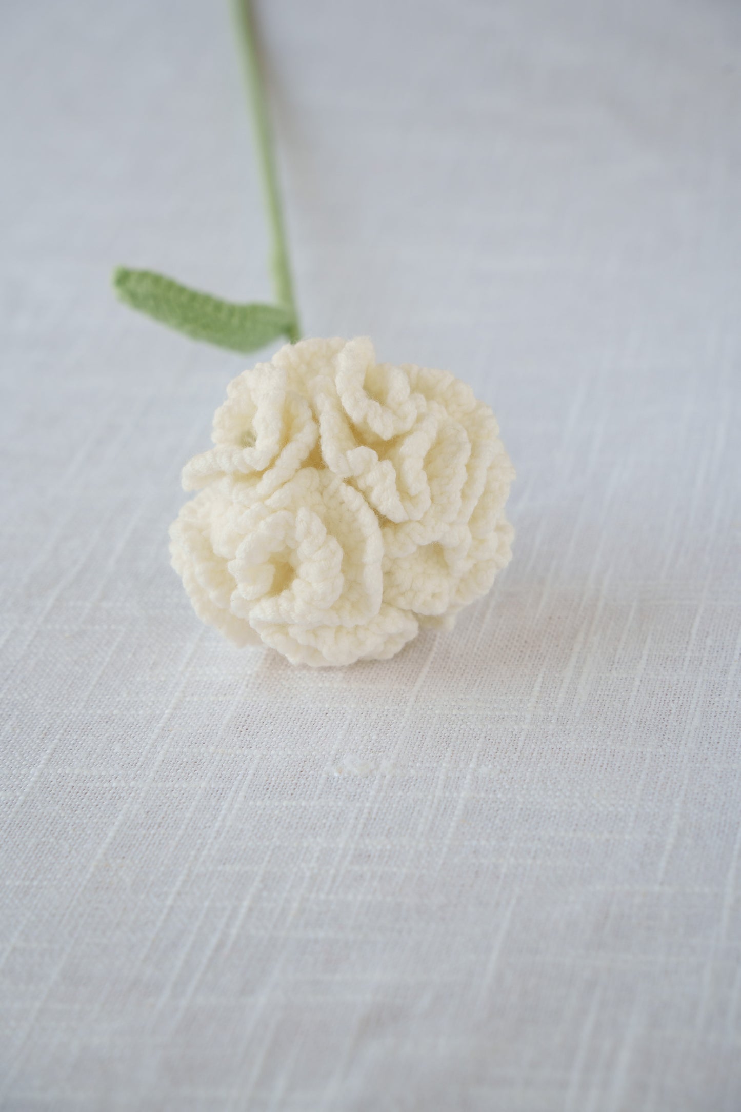 white carnation