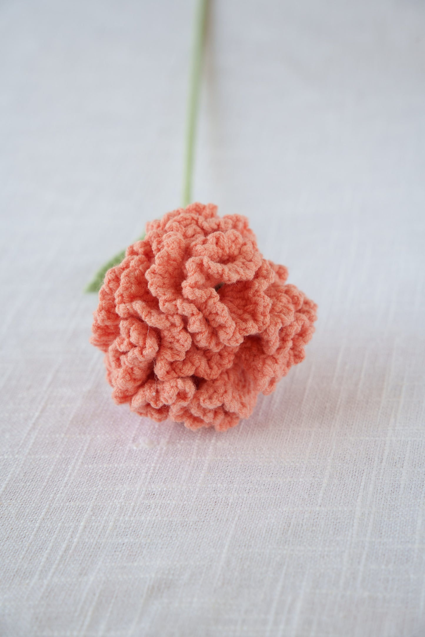 orange carnation