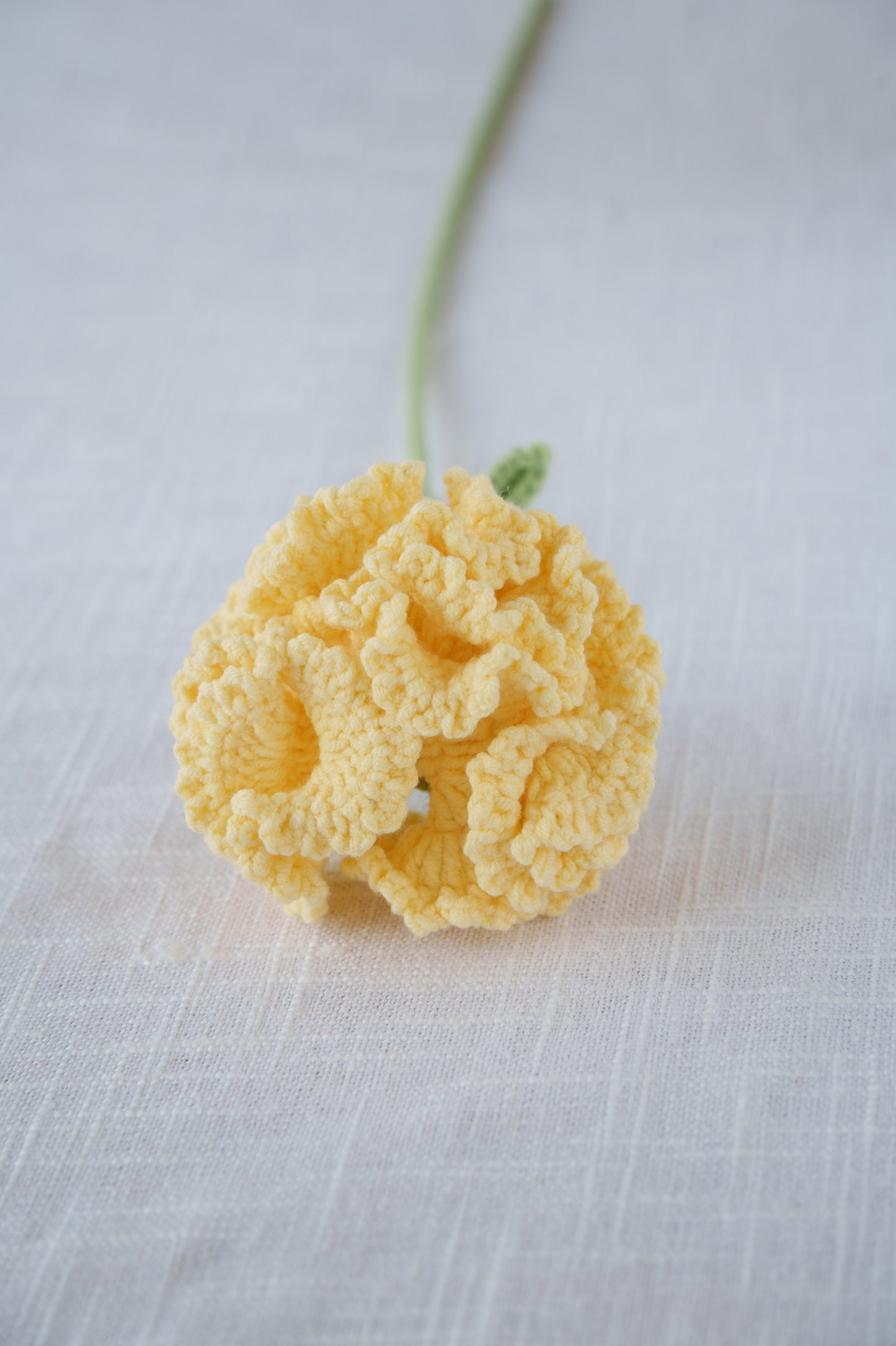 yellow carnation