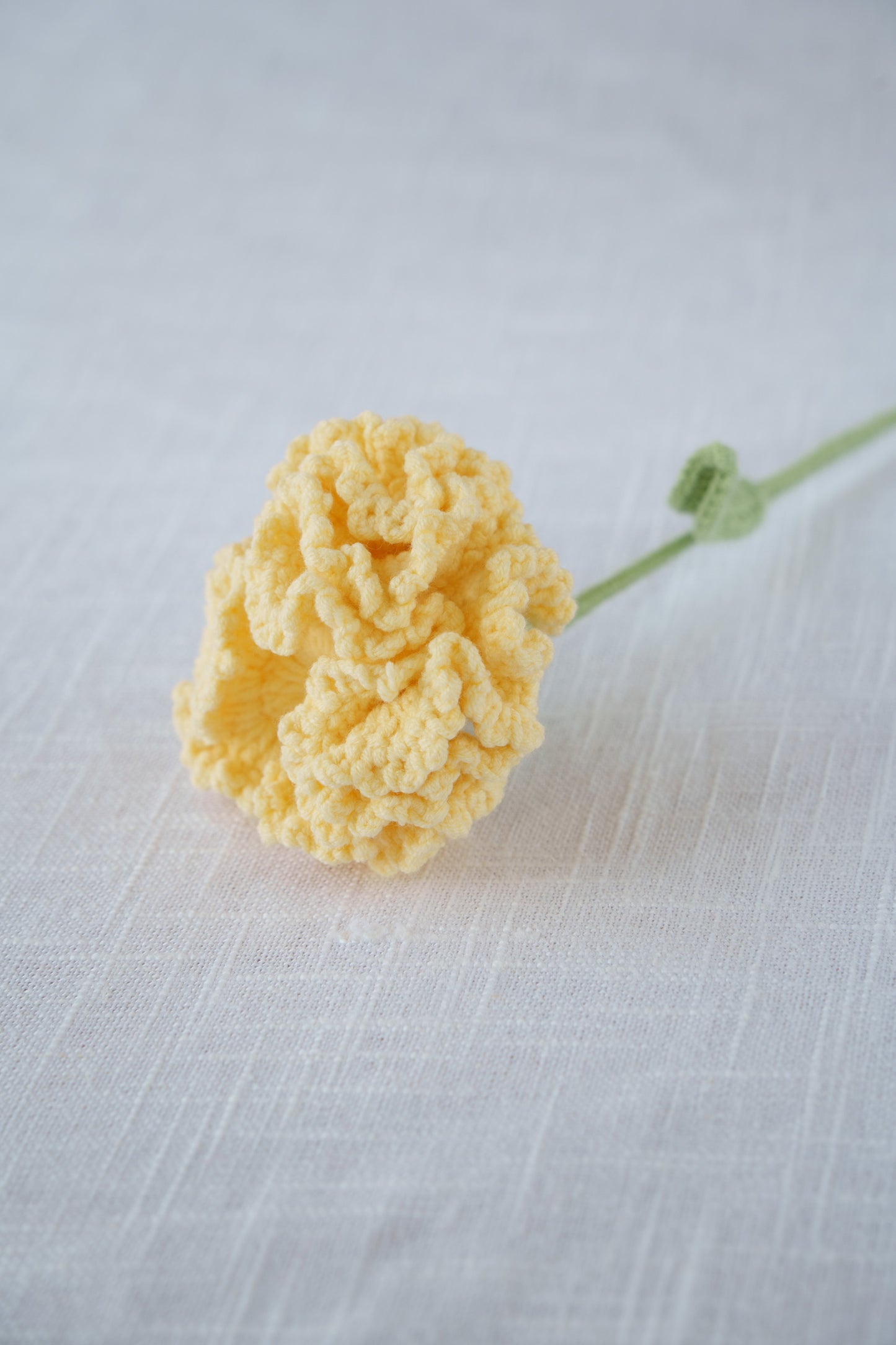 yellow carnation