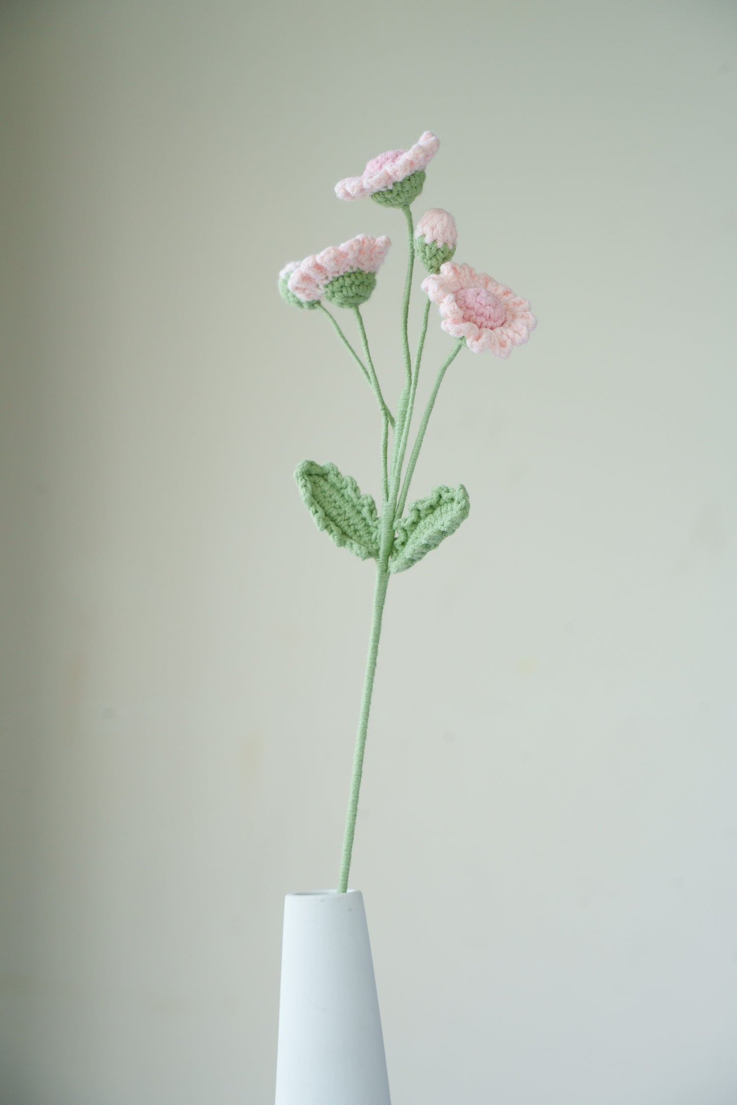 pink daisy