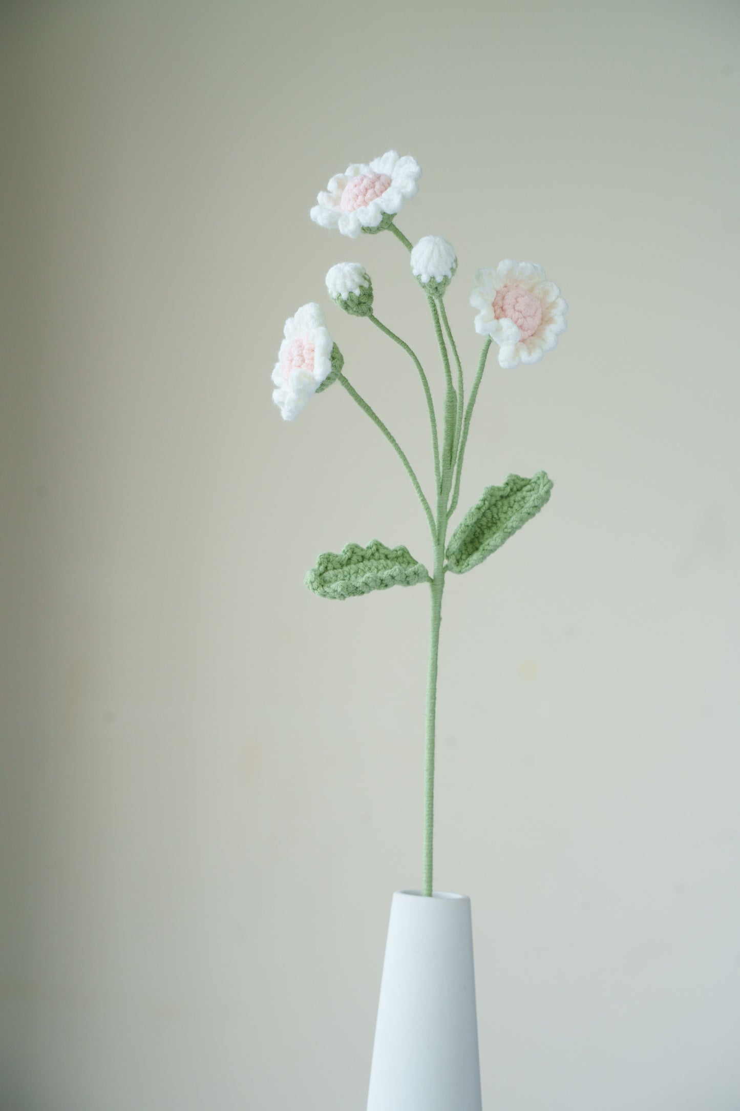 pink and white daisy
