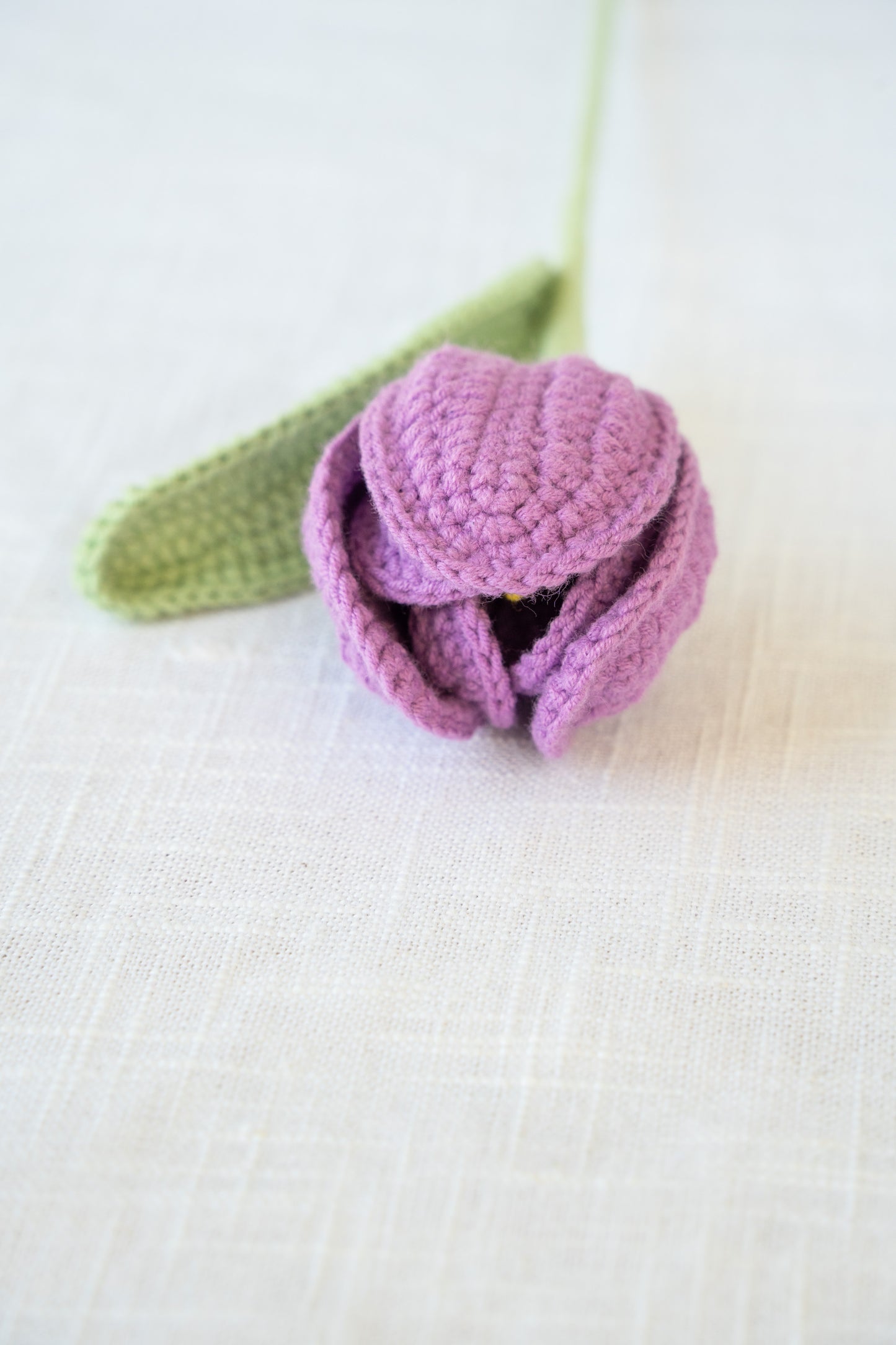 Purple Tulip