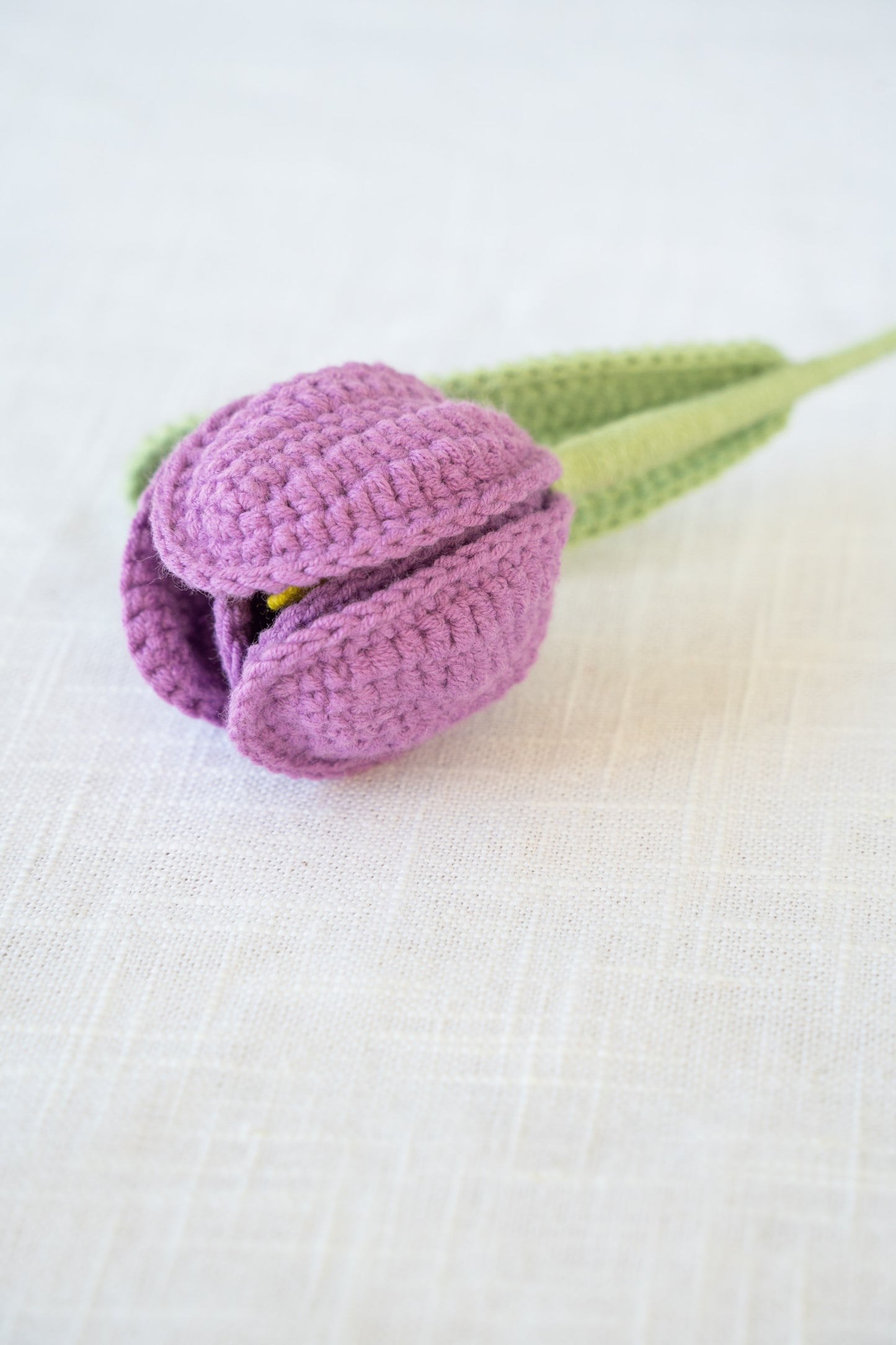 Purple Tulip